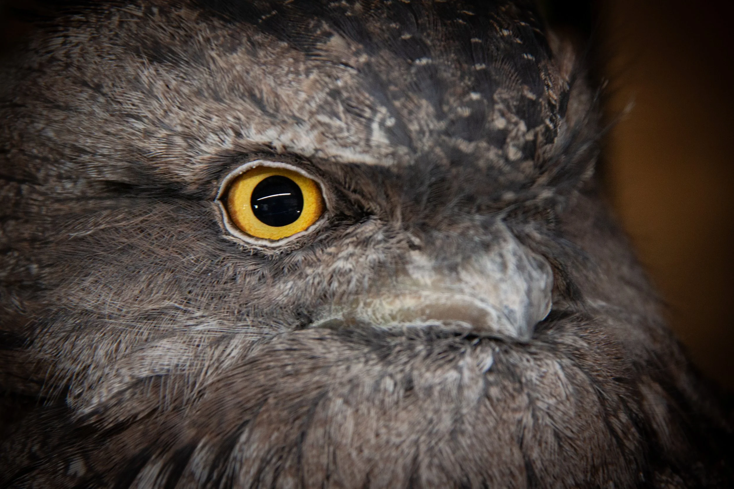 A Tawny Frogmouth (Podargus strigoides) — lives on a diet of nocturnal insects and arachnids.