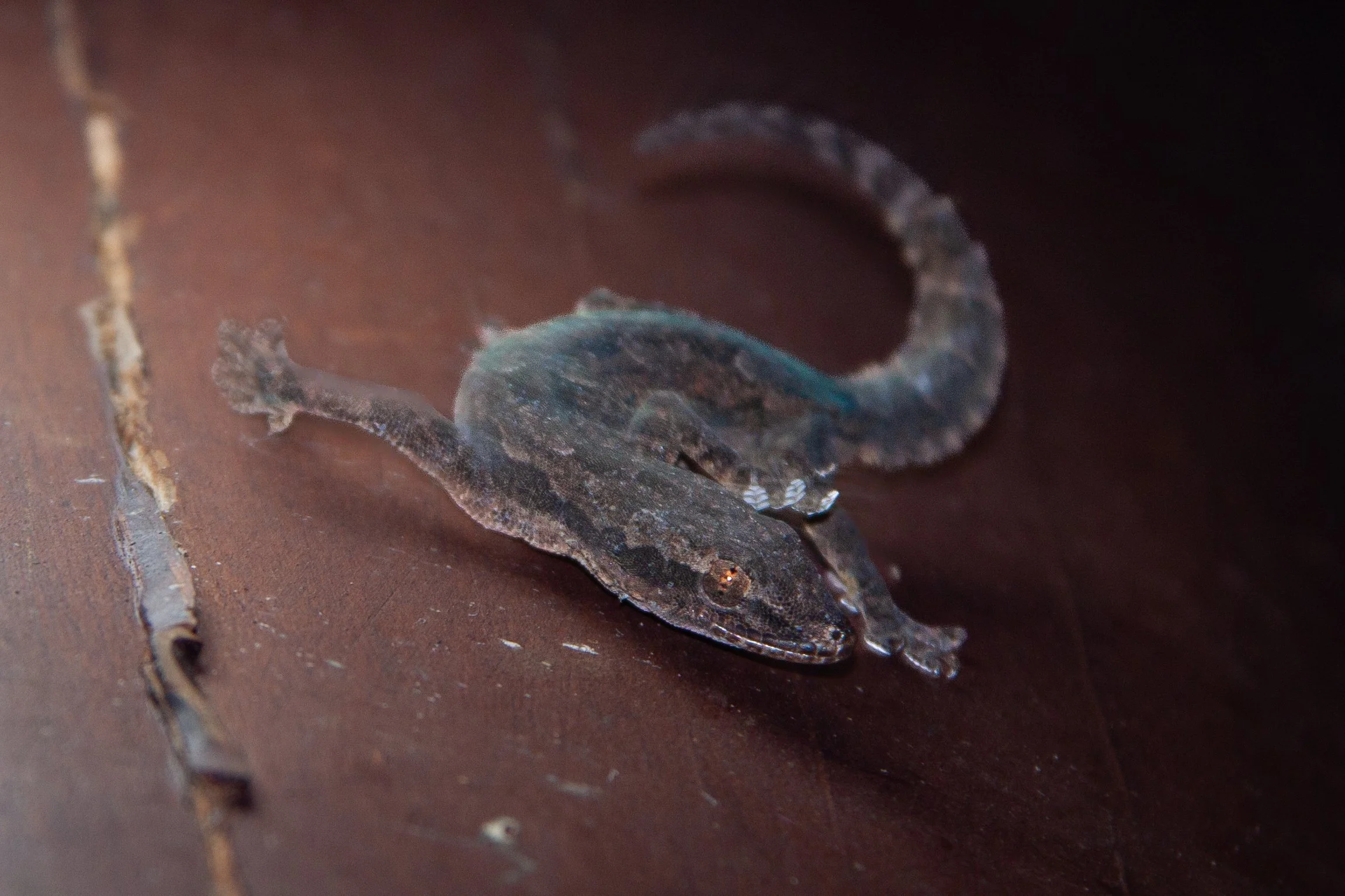 A Flat-tailed House Gecko (Hemidactylus platyurus) in Cát Tiên National Park, Vietnam. 