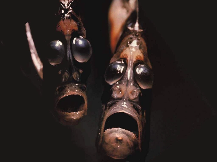 Marine Hatchetfish — Curious Species