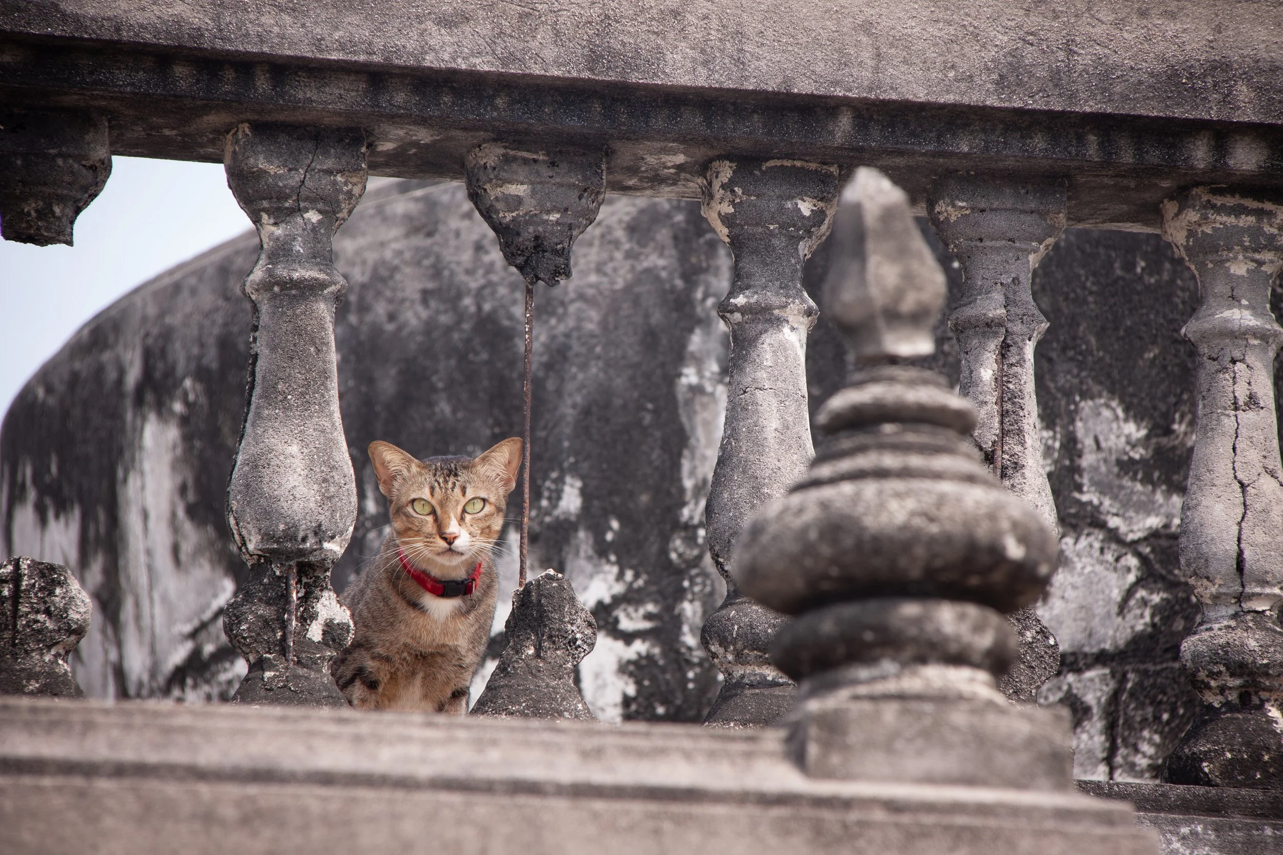 A Domestic Cat (Felis catus) in Hua Hin, Thailand.