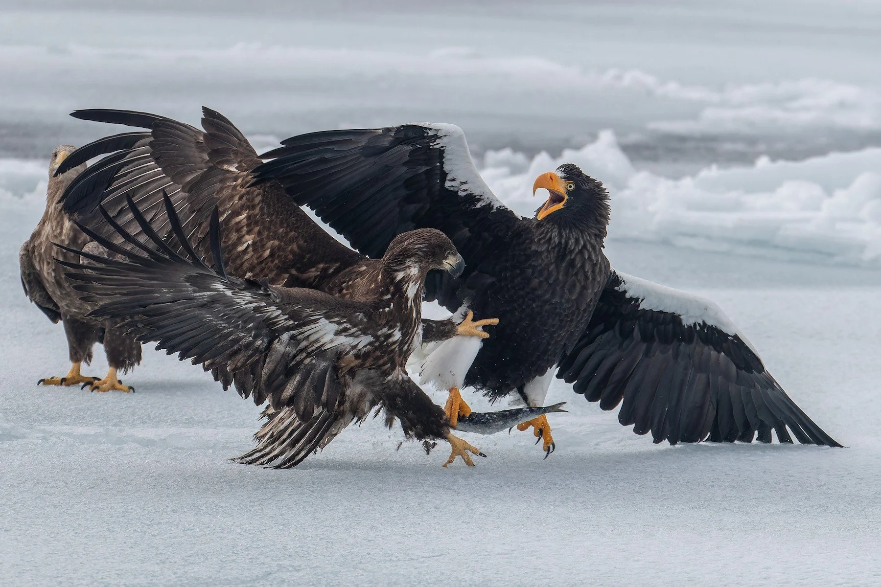 Steller Steller's Sea-Eagle — Curious Species