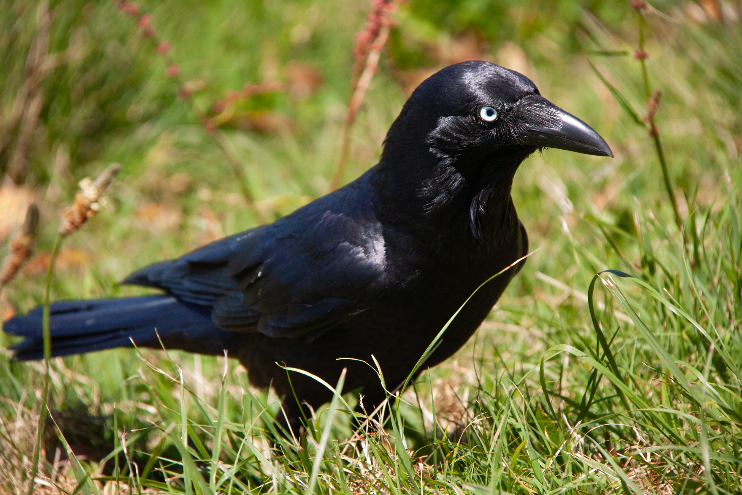Raven Color Name What Color Are Ravens Eyes