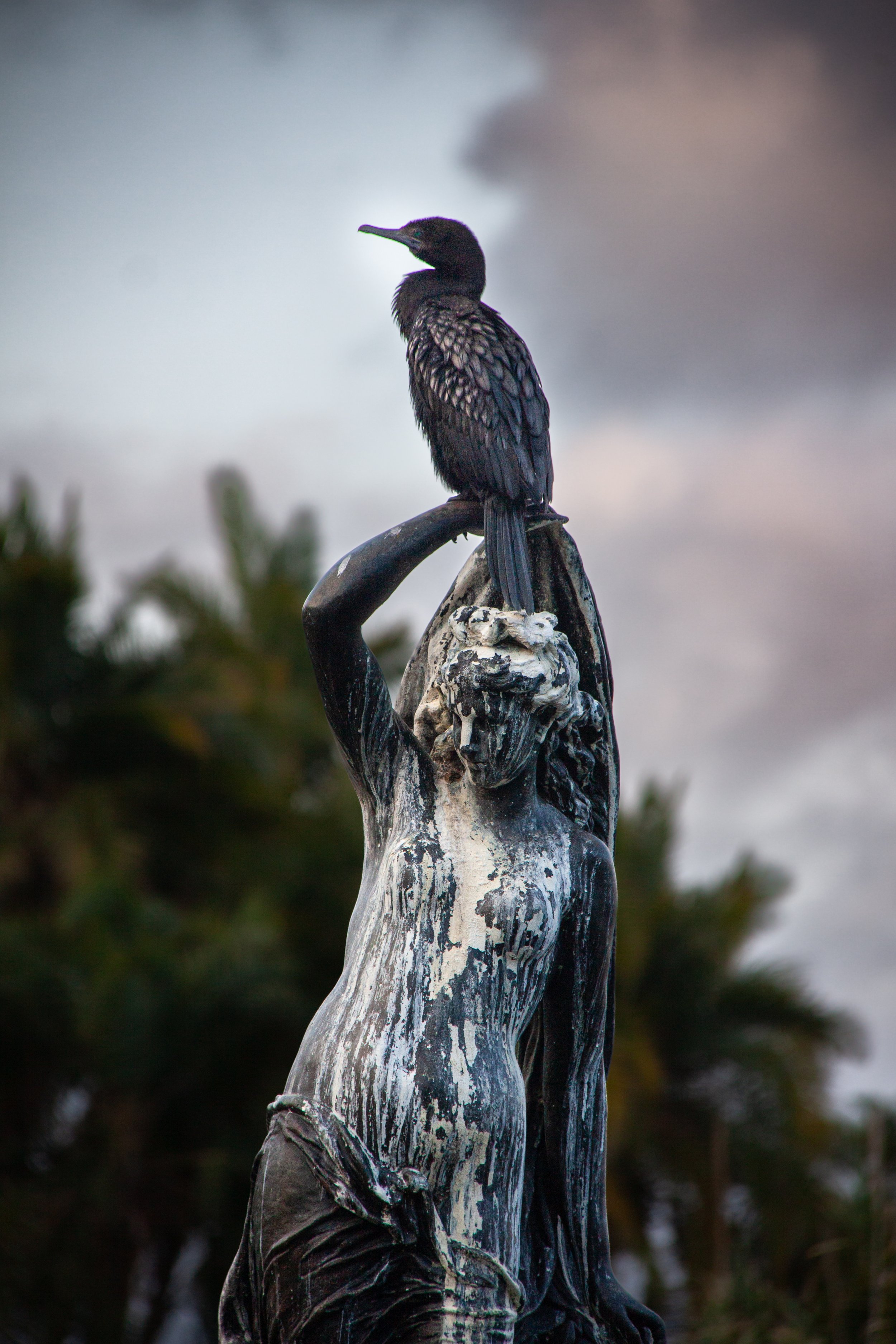 A Little Black Cormorant (Phalacrocorax sulcirostris) — atop a statue in the Royal Botanic Garden, Sydney.