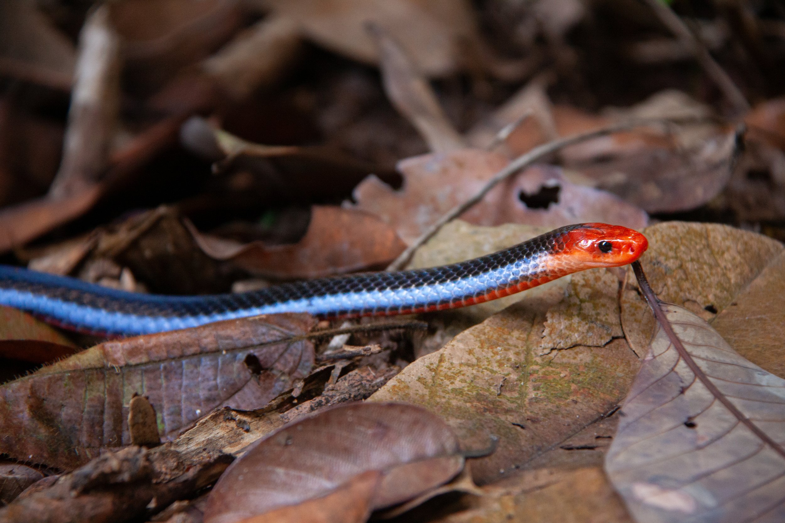 A Blue Coral Snake (Calliophis bivirgata) in the Central Catchment Nature Reserve, Singapore.