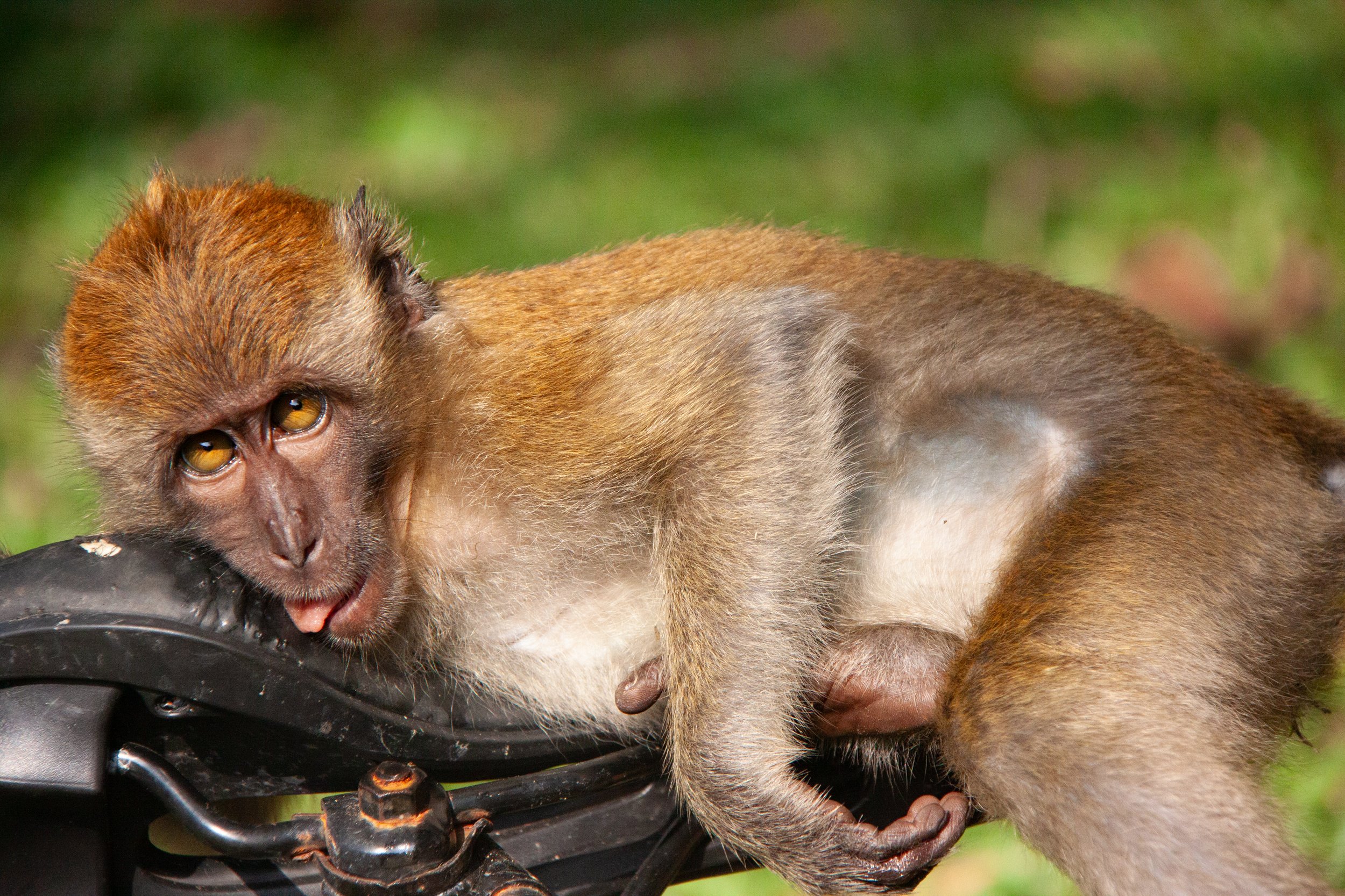 A Long-tailed Macaque (Macaca fascicularis) in the Central Catchment Nature Reserve, Singapore.