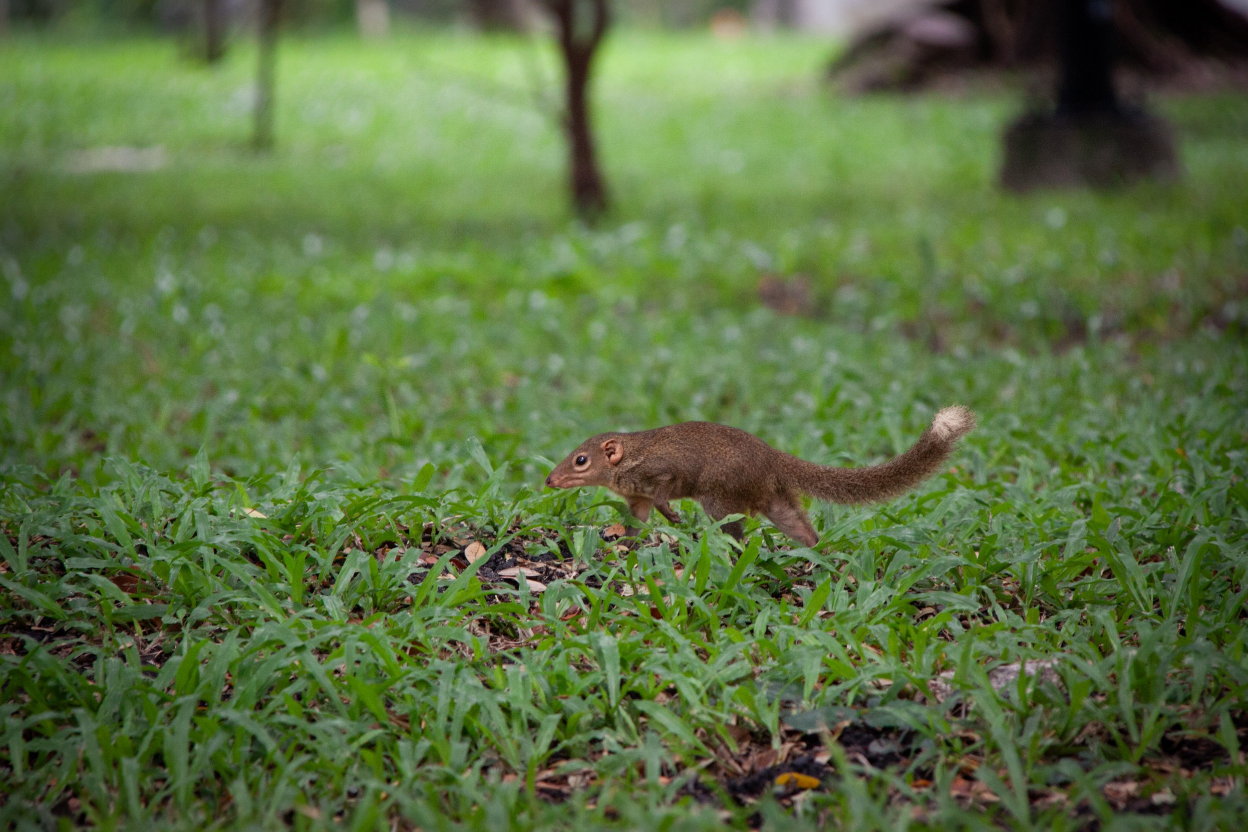 A Northern Treeshrew (Tupaia belangeri) in Bangkok, Thailand.