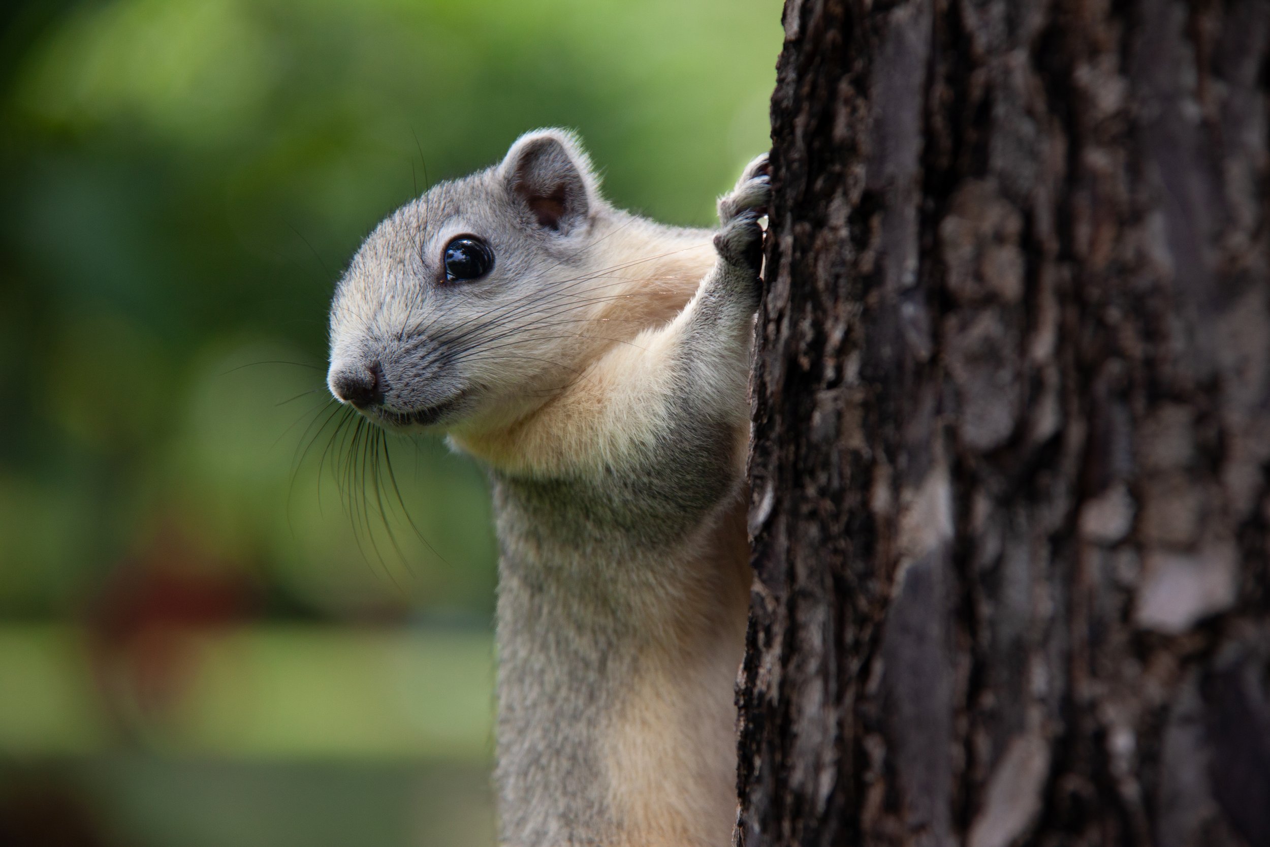A Finlayson's Squirrel (Callosciurus finlaysonii) in Bangkok, Thailand.