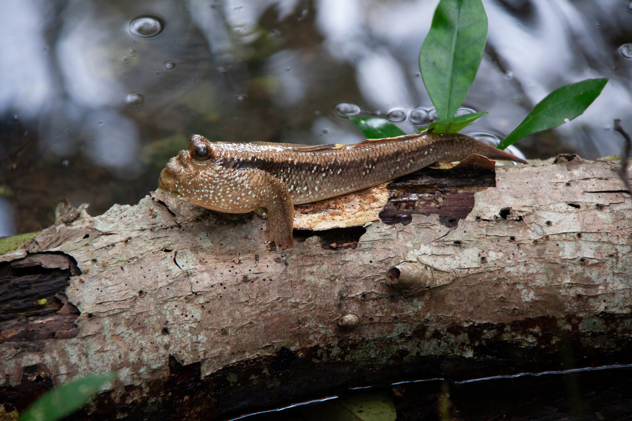 A Giant Mudskipper (Periophthalmodon schlosseri) in Sungei Buloh Wetland Reserve, Singapore.