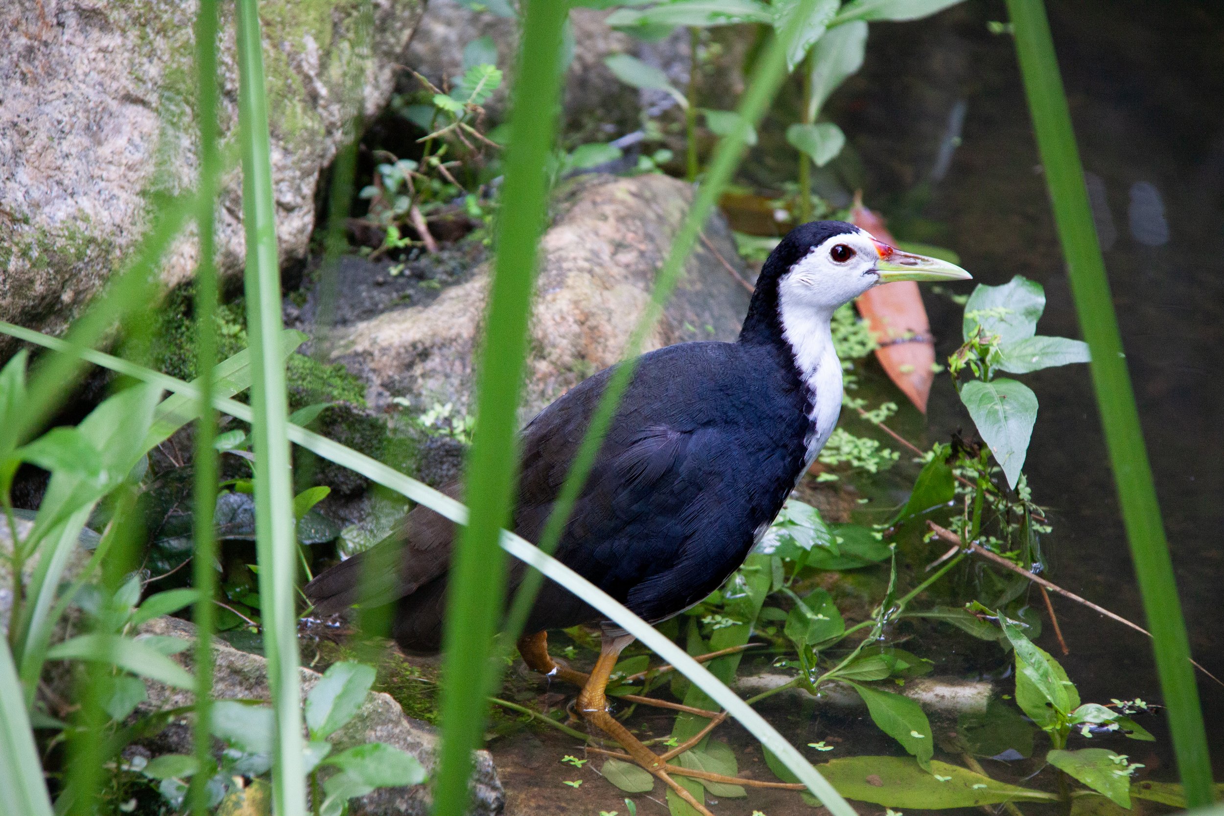 A White-breasted Waterhen (Amaurornis phoenicurus) in Singapore Botanic Gardens.
