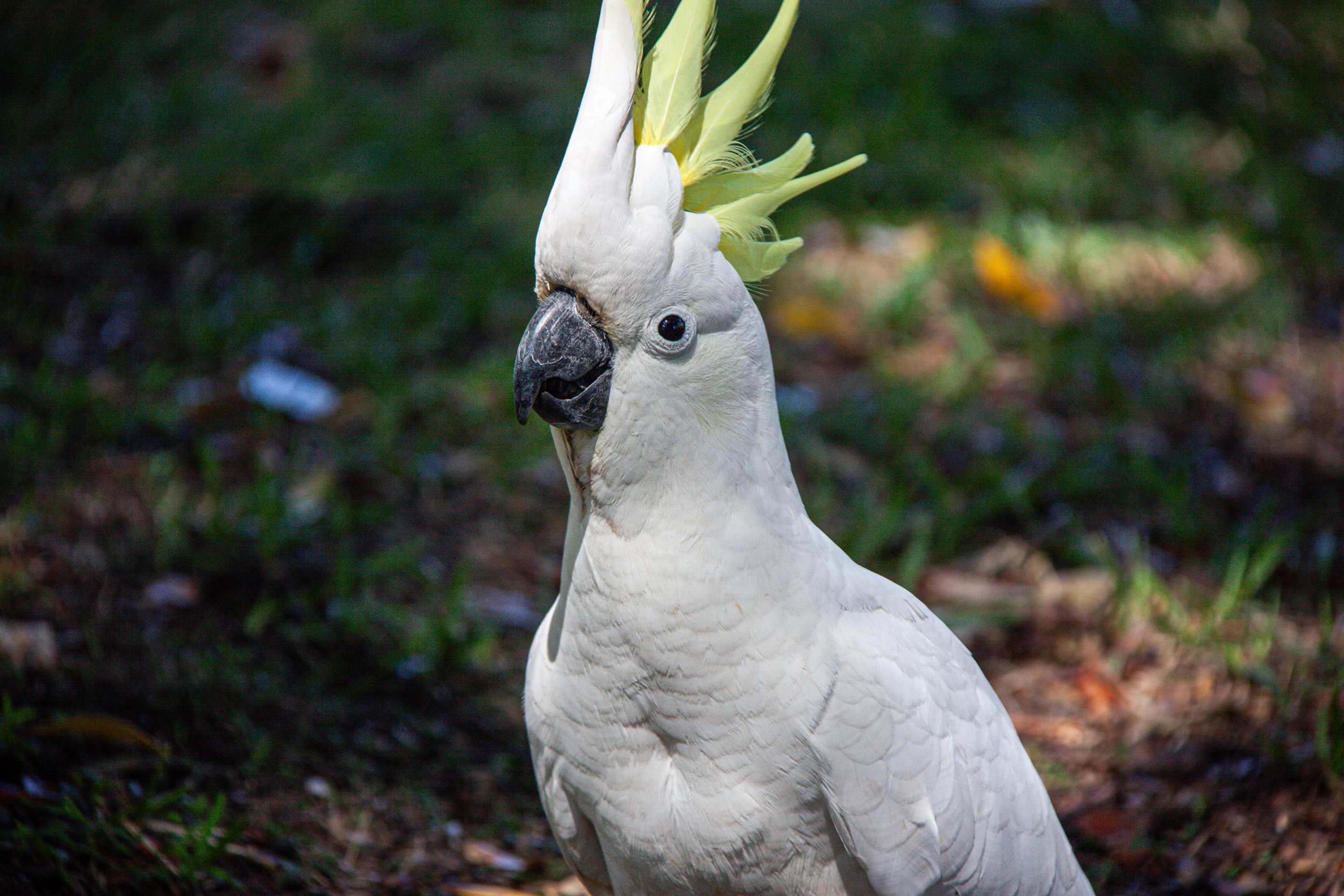 A Sulphur-crested Cockatoo (Cacatua galerita) — this handsome fella has an ear-splitting cry.