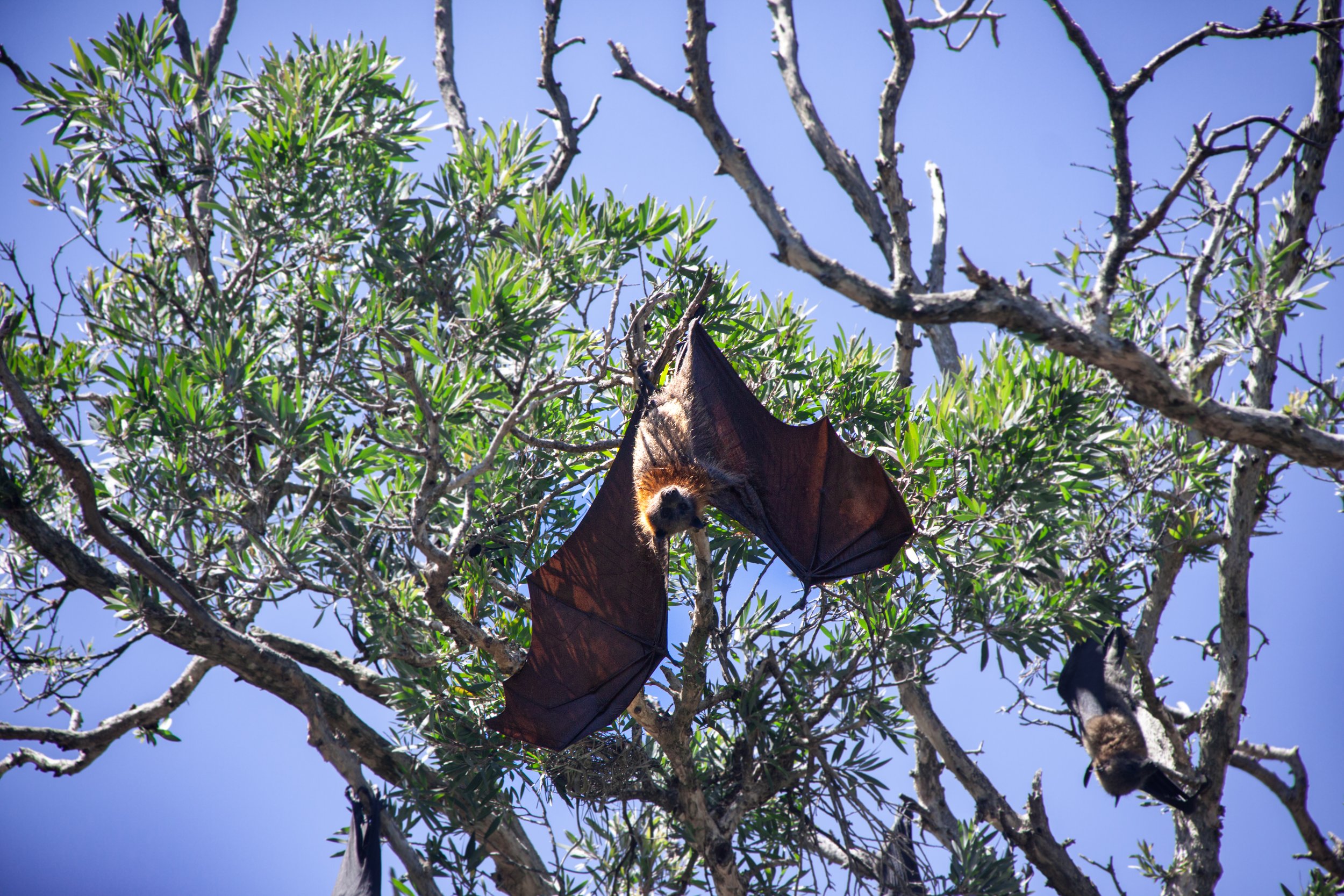 A Grey-headed Flying Fox (Pteropus poliocephalus) — stretches its leathery wings, which can grow up to a span of 1 m (3.3 ft).