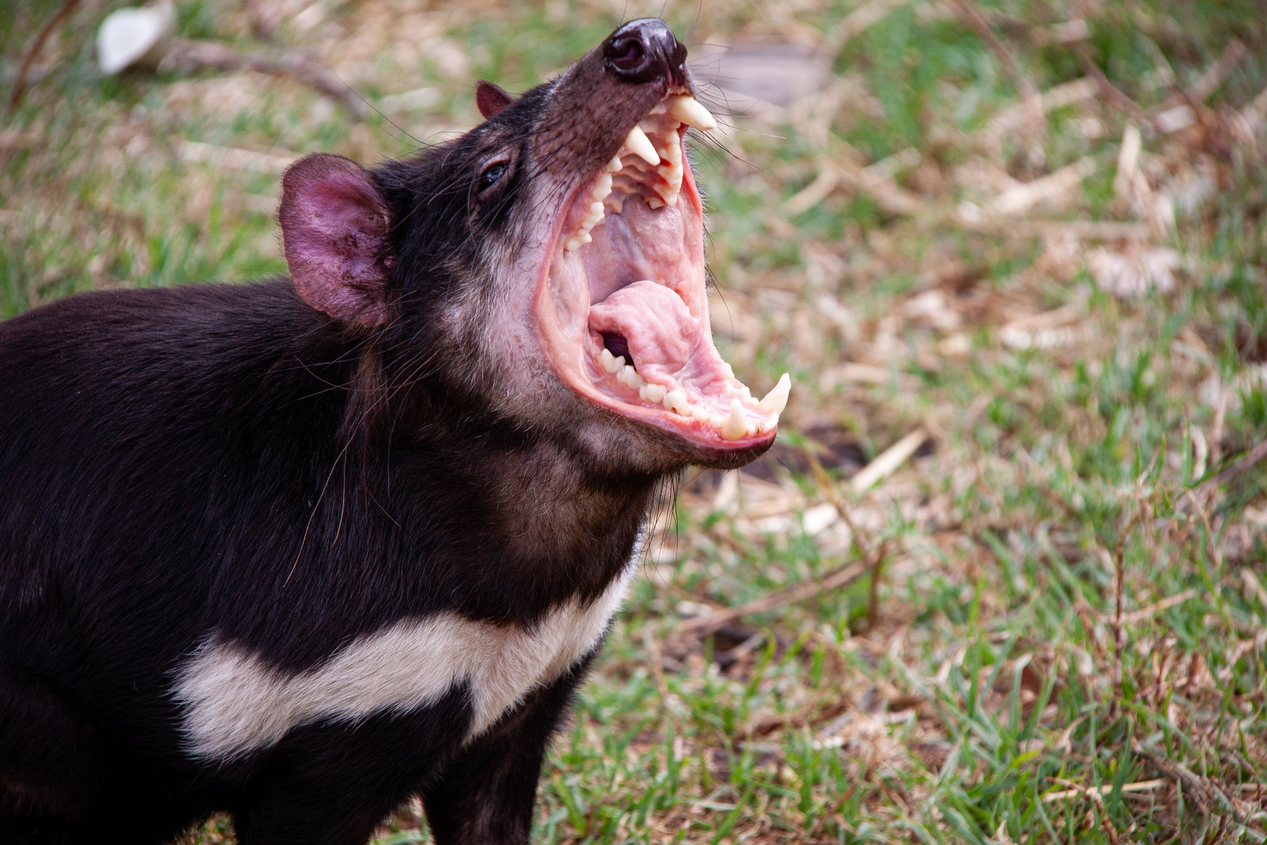 A Tasmanian Devil (Sarcophilus harrisii) — with the strongest bite of any carnivorous mammal, relative to body size.