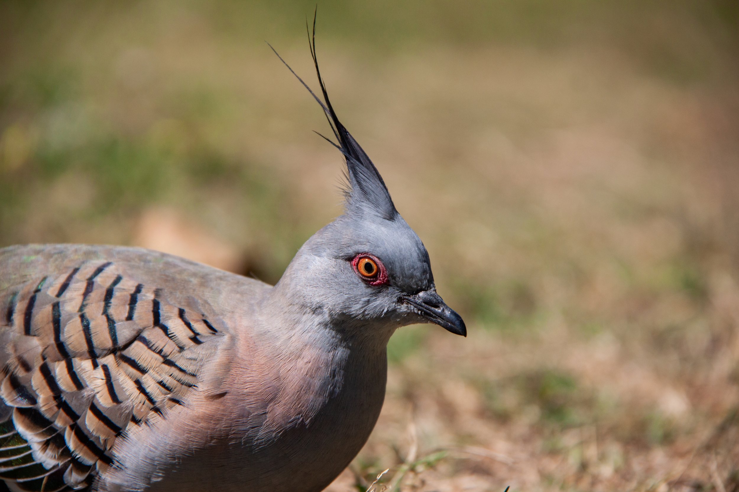 A Crested Pigeon (Ocyphaps lophotes) — this punk bird is a common sight in Australian parks.