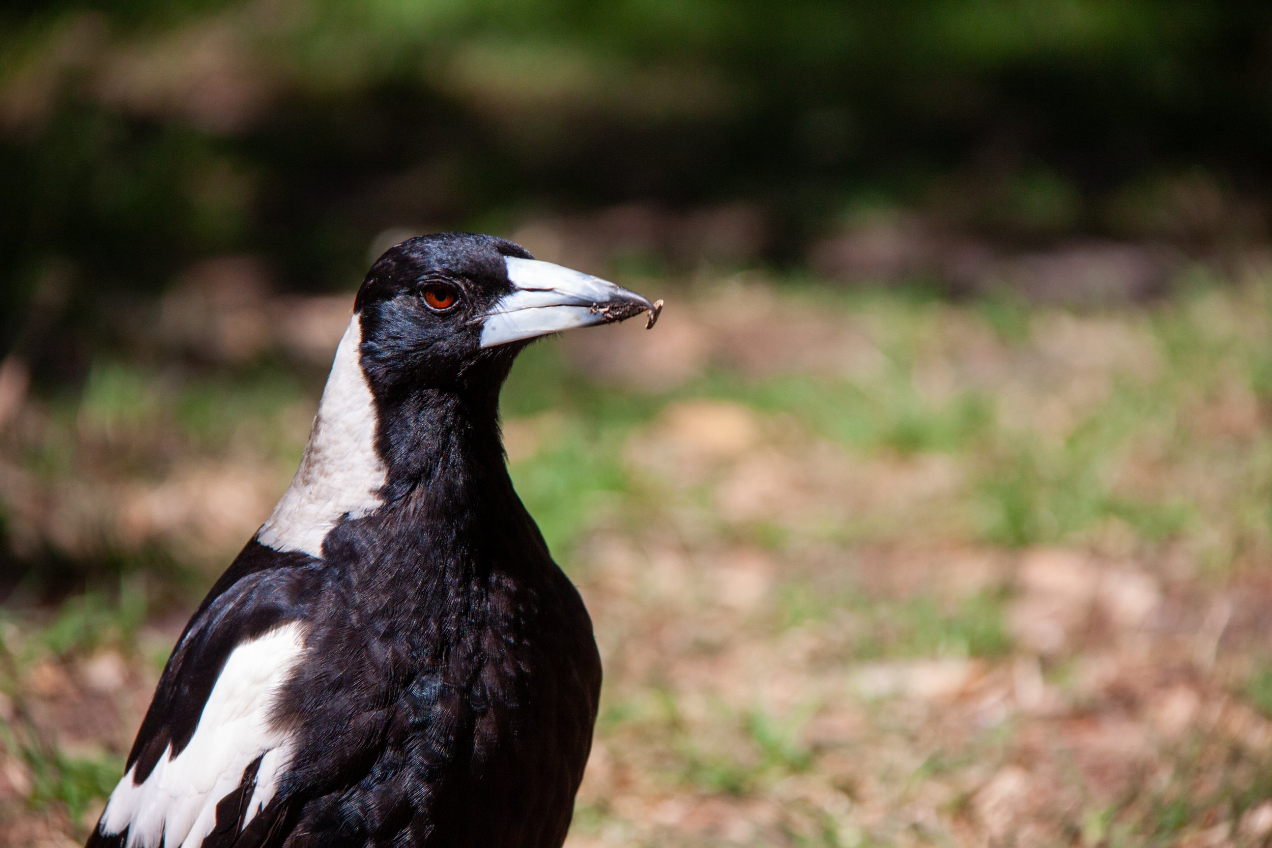 An Australian Magpie (Gymnorhina tibicen) — famous for its vindictive swooping.