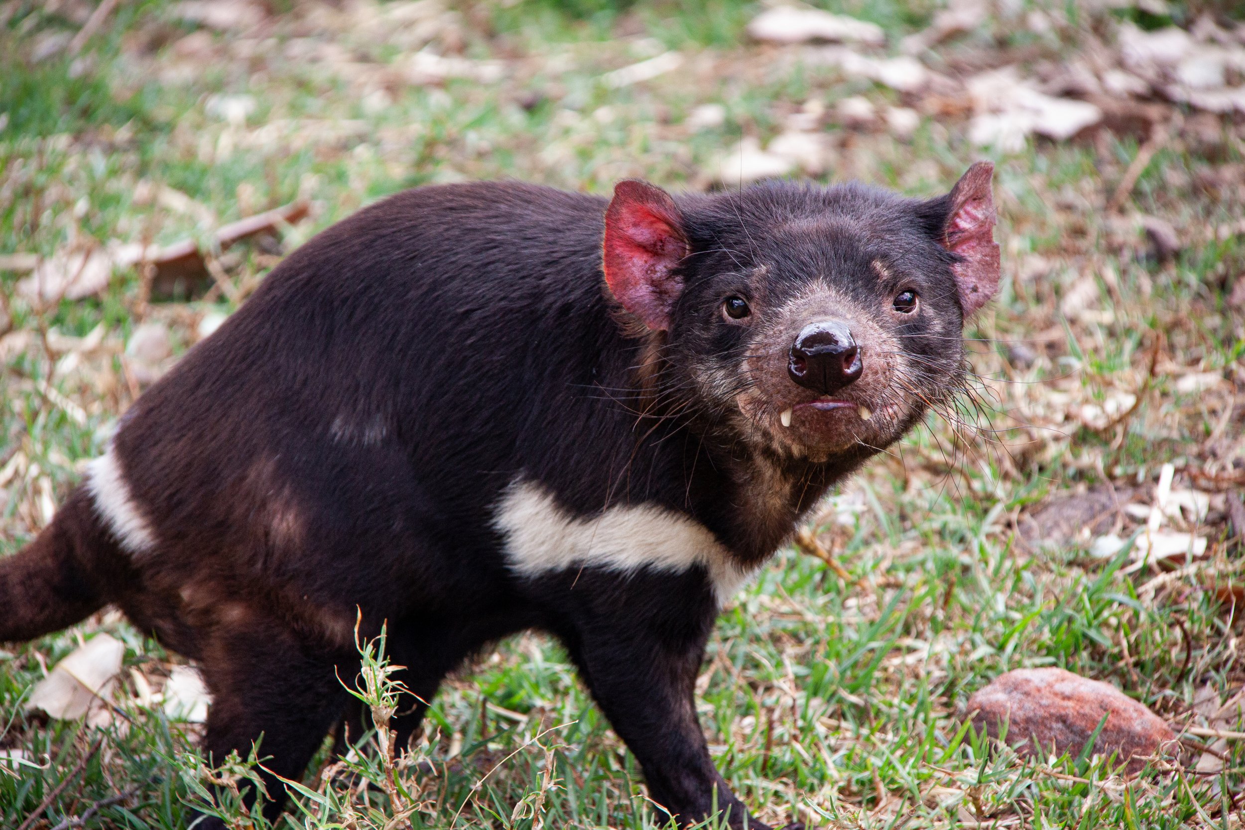 A Tasmanian Devil (Sarcophilus harrisii) — looking cute for the camera.