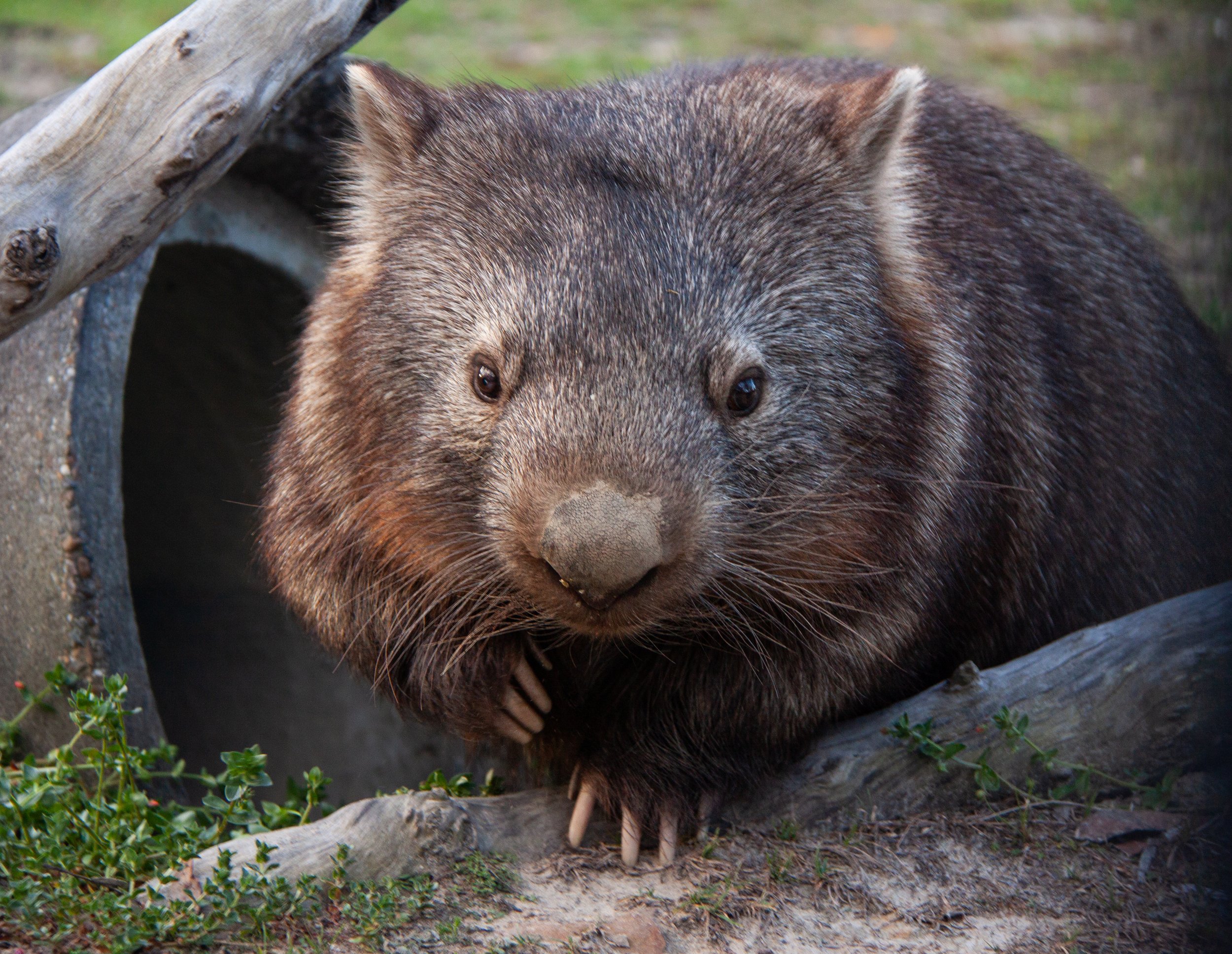 A Common Wombat (Vombatus ursinus) — emerging from its hideaway in the evening.