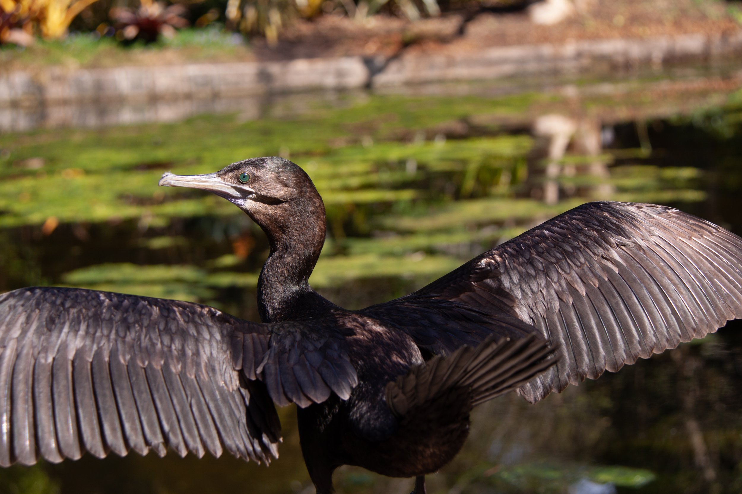A Little Black Cormorant (Phalacrocorax sulcirostris) — drying its wings after a dip in the pond.
