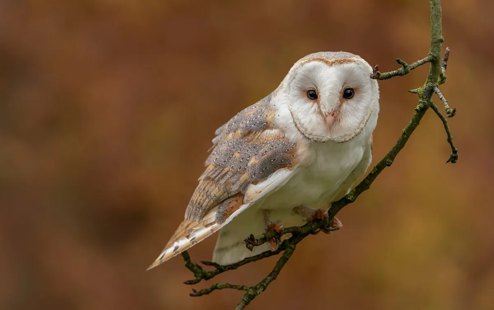 Barn Owl (Tyto alba)