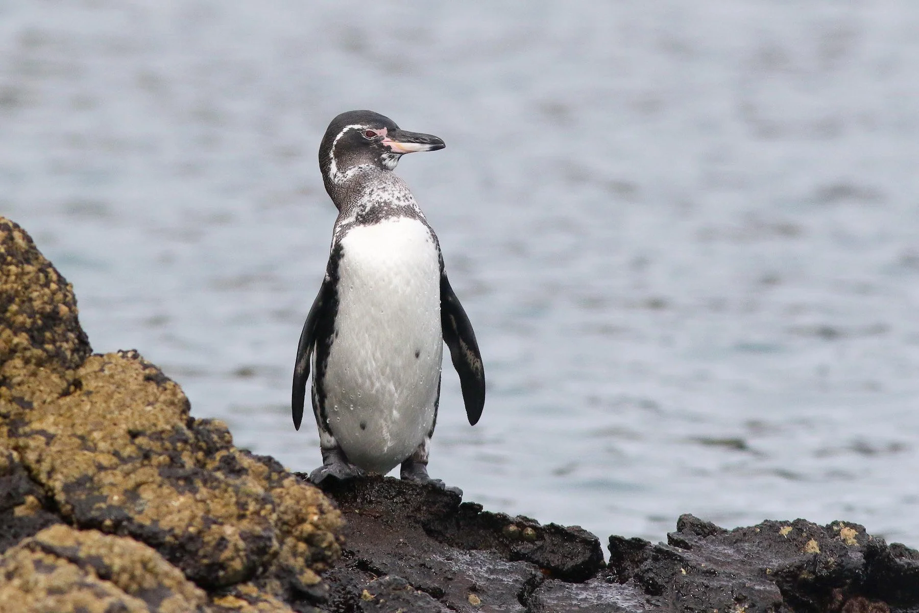 Galápagos Penguin