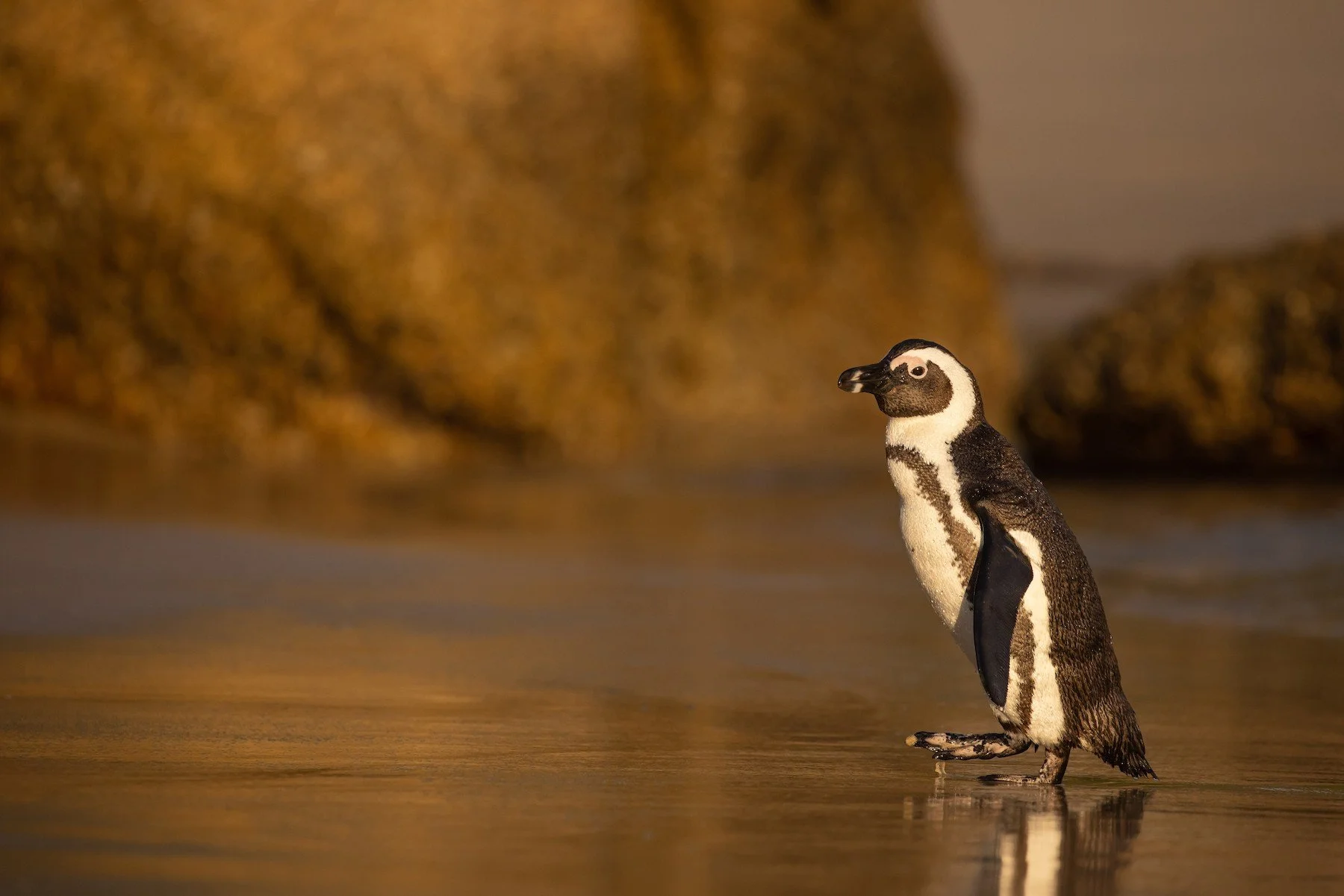 African Penguin
