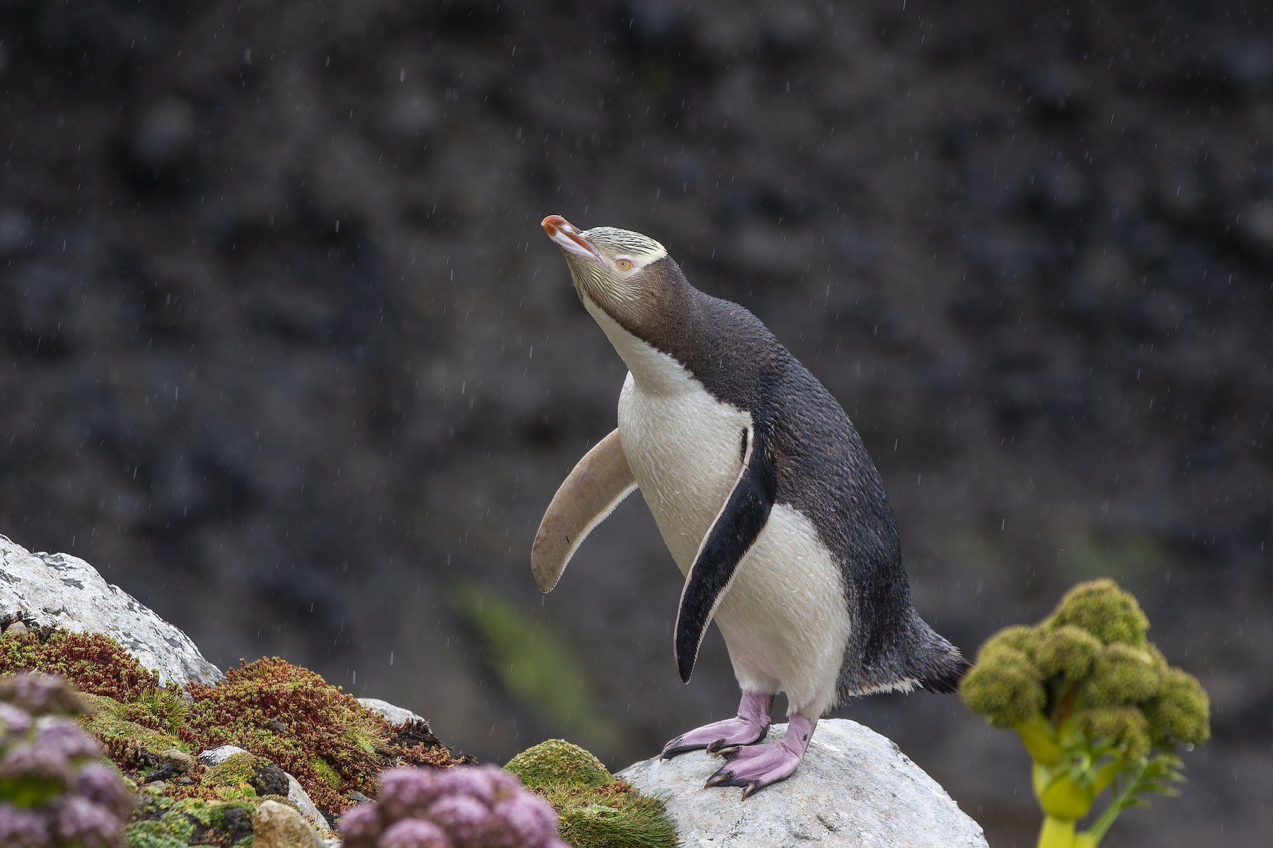 Yellow-eyed Penguin