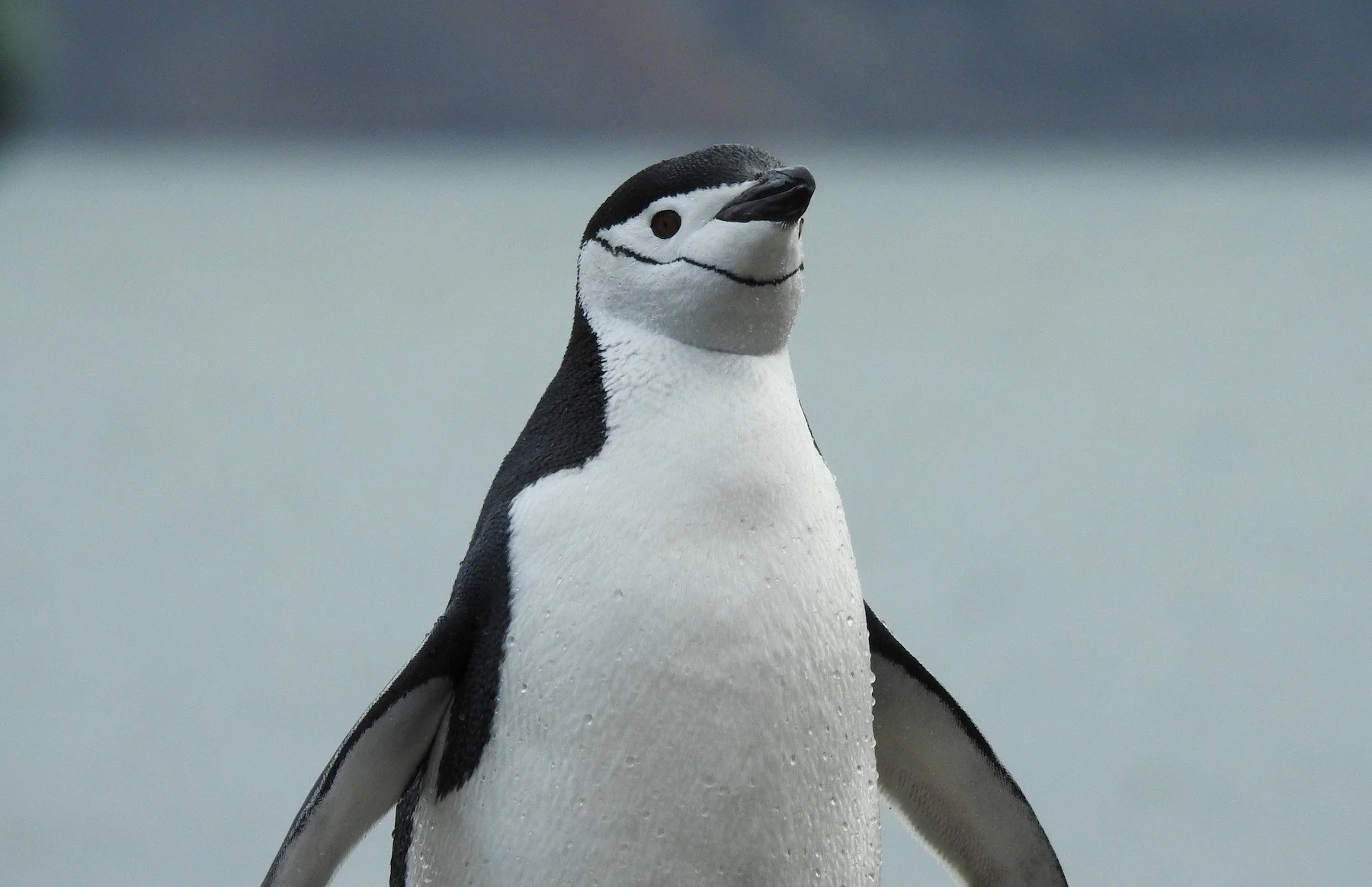 Chinstrap Penguin