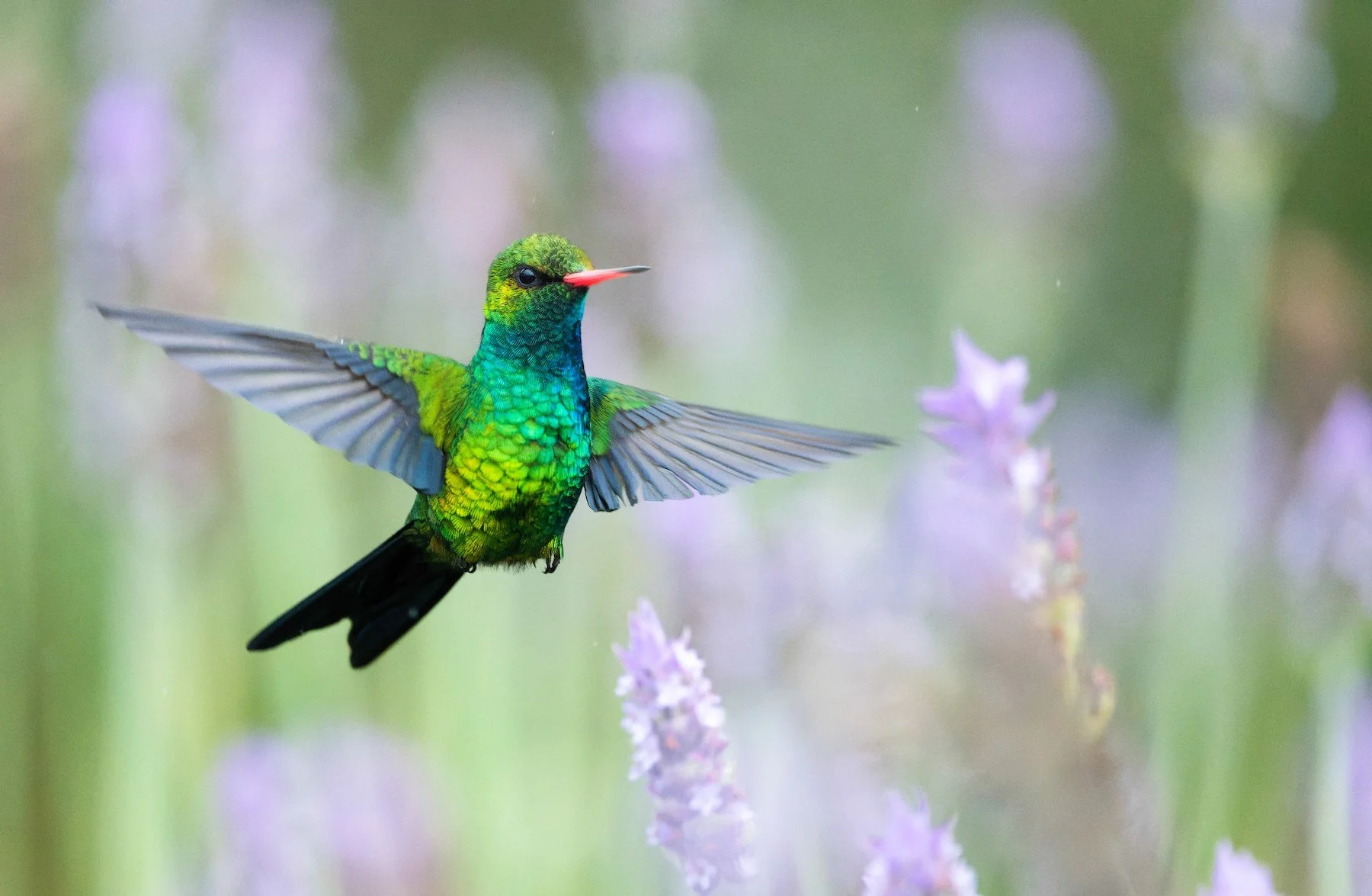 Glittering-bellied Emerald