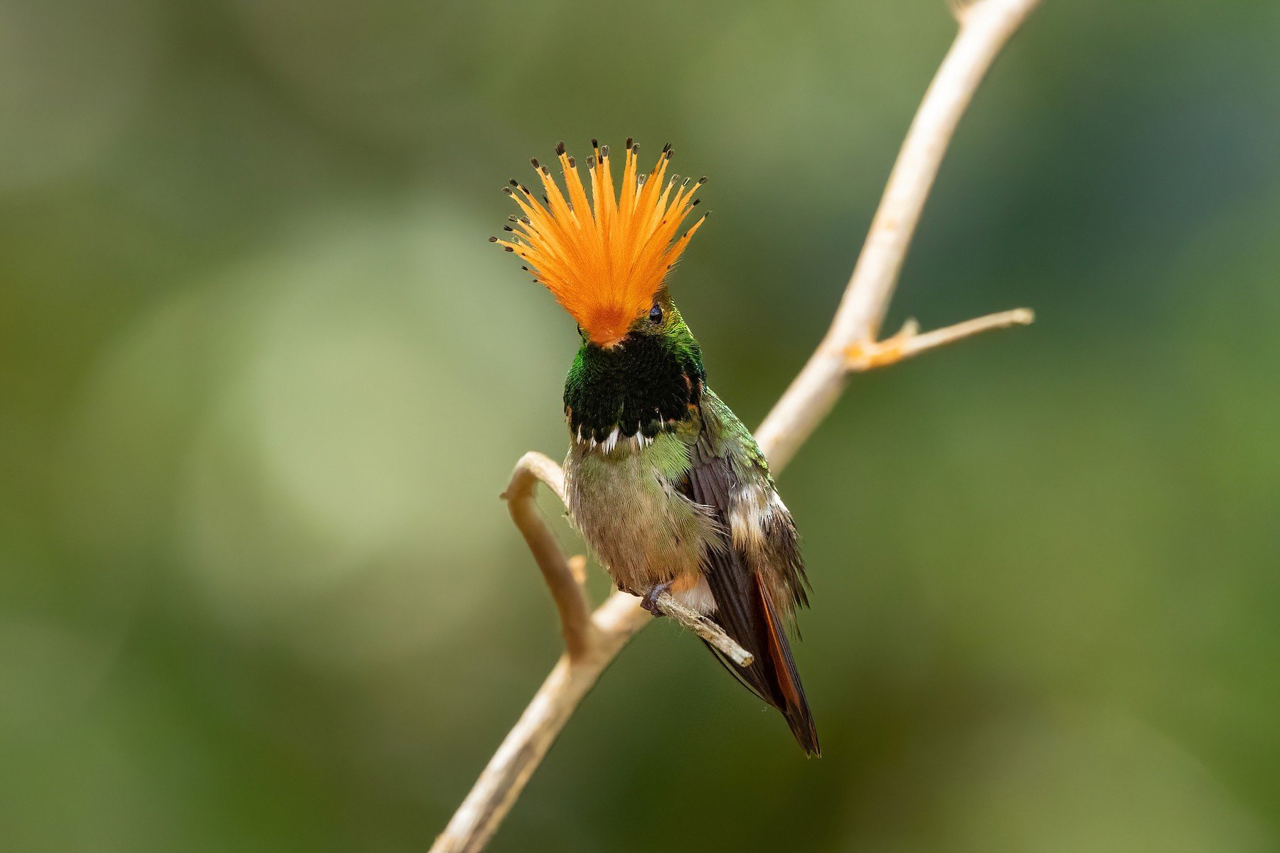 Rufous-crested Coquette