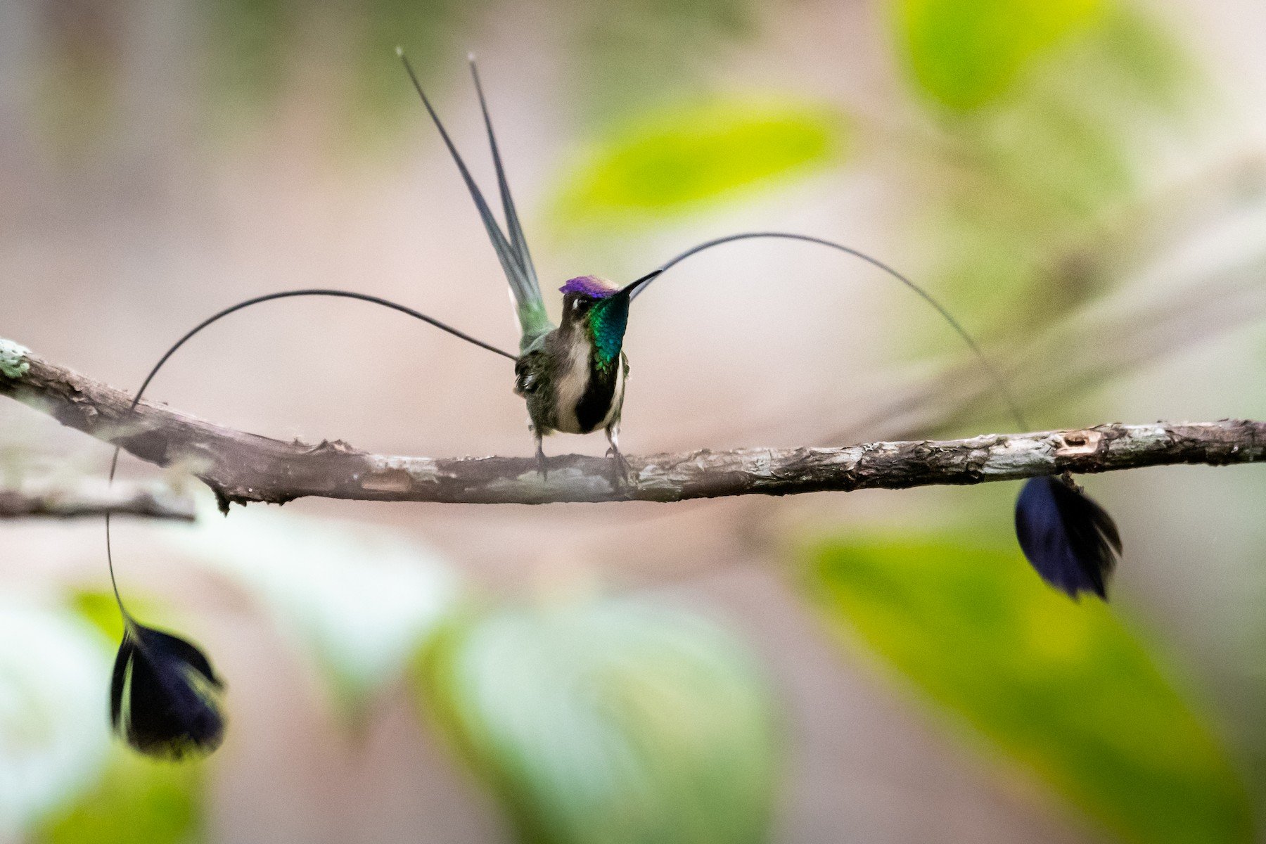 Marvelous Spatuletail
