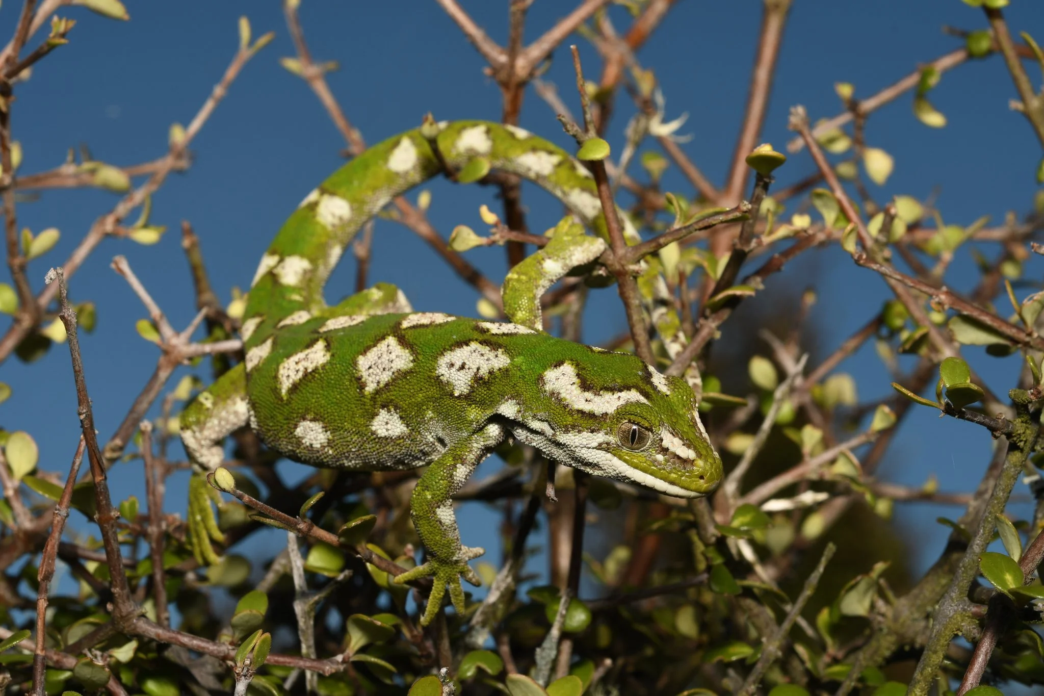 Jewelled Gecko