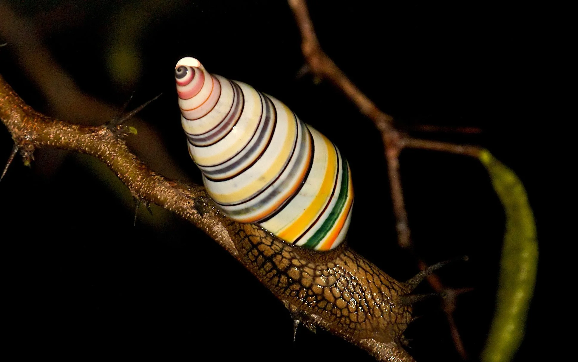 Candy Cane Snail