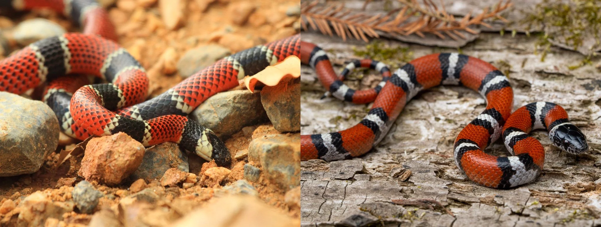 Painted Coralsnake &amp; Western Milksnake