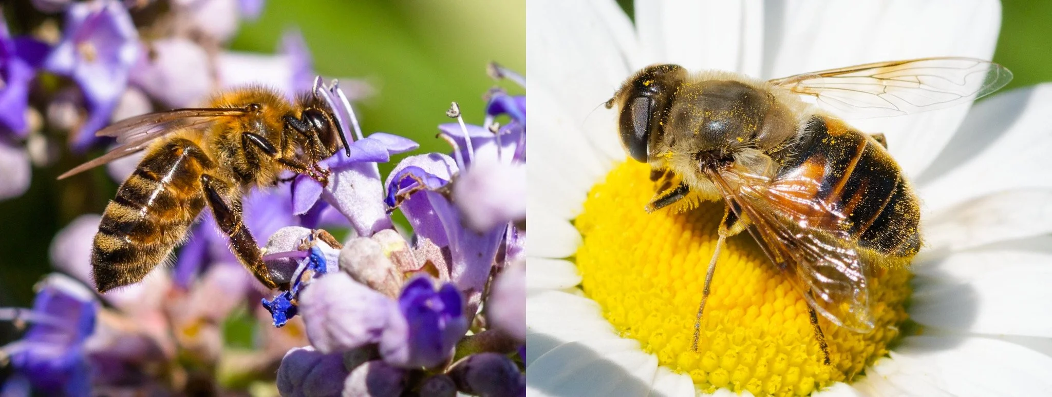Western Honey Bee &amp; Common Drone Fly
