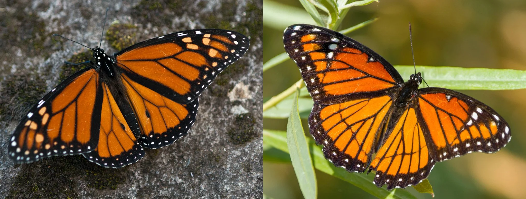 Monarch &amp; Viceroy