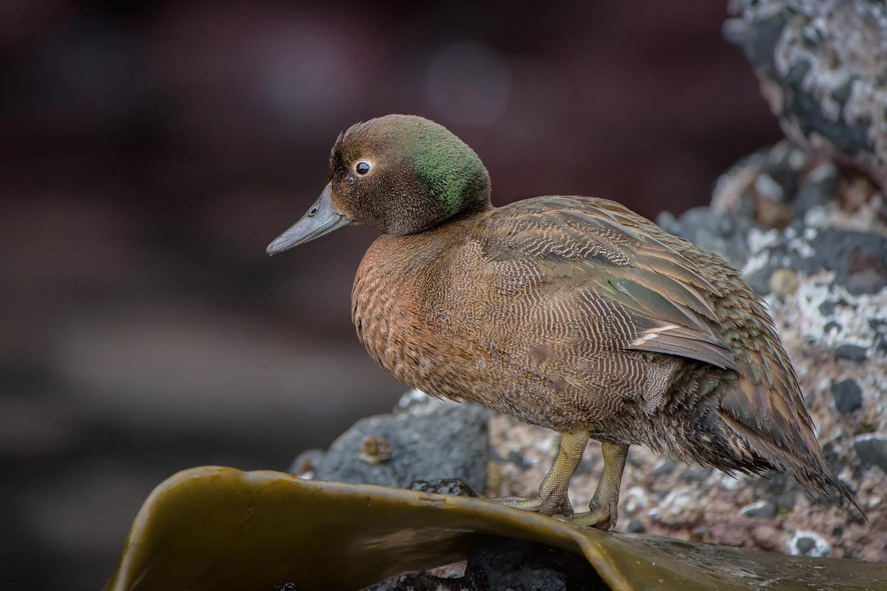 Auckland Island Teal 