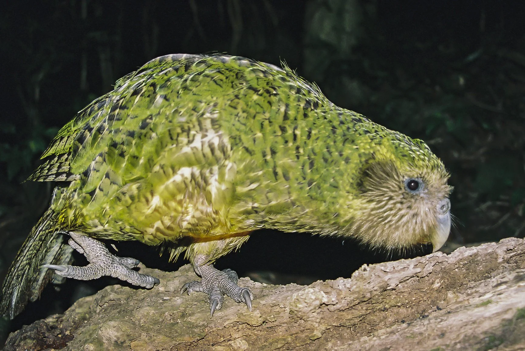 Kākāpō 