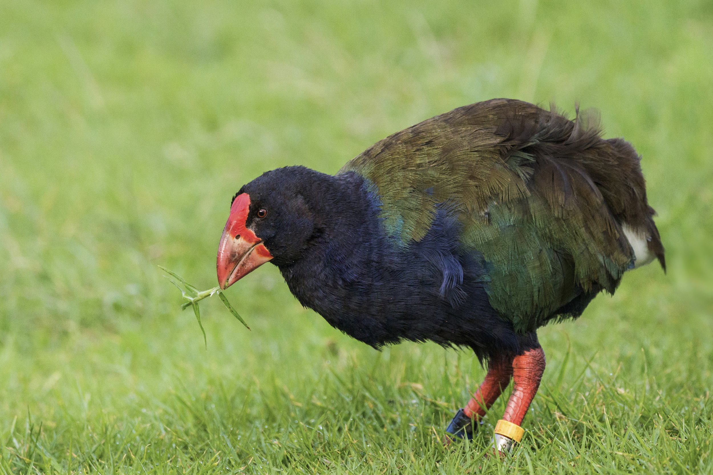 South Island Takahē