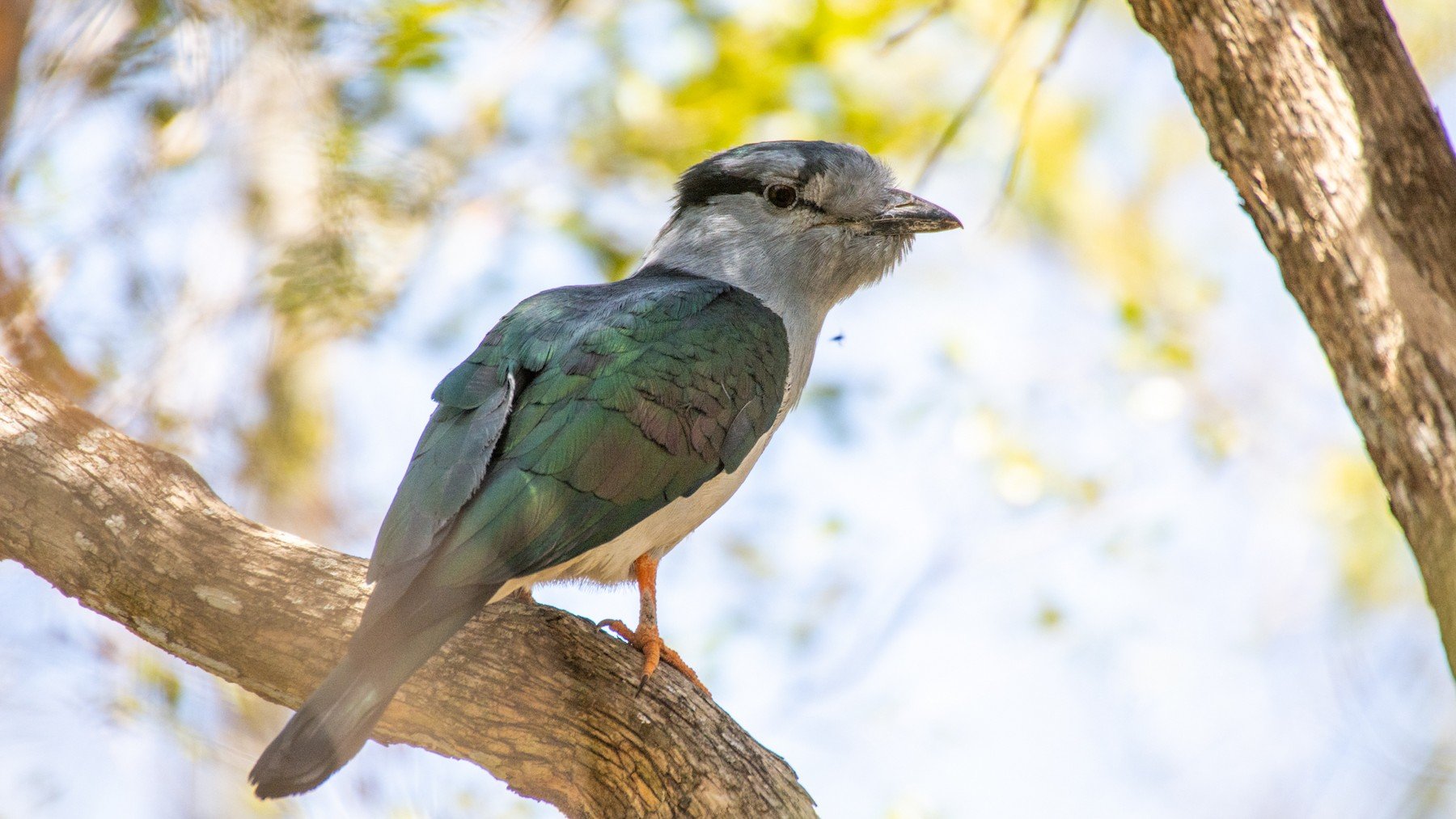 Cuckoo-Roller