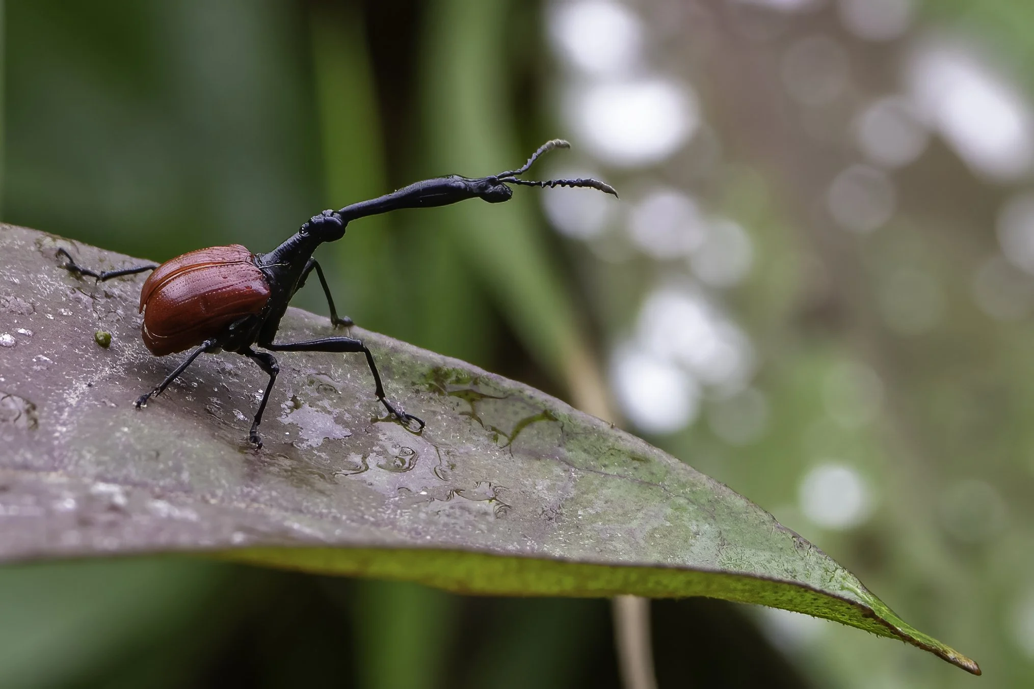 Giraffe Weevil