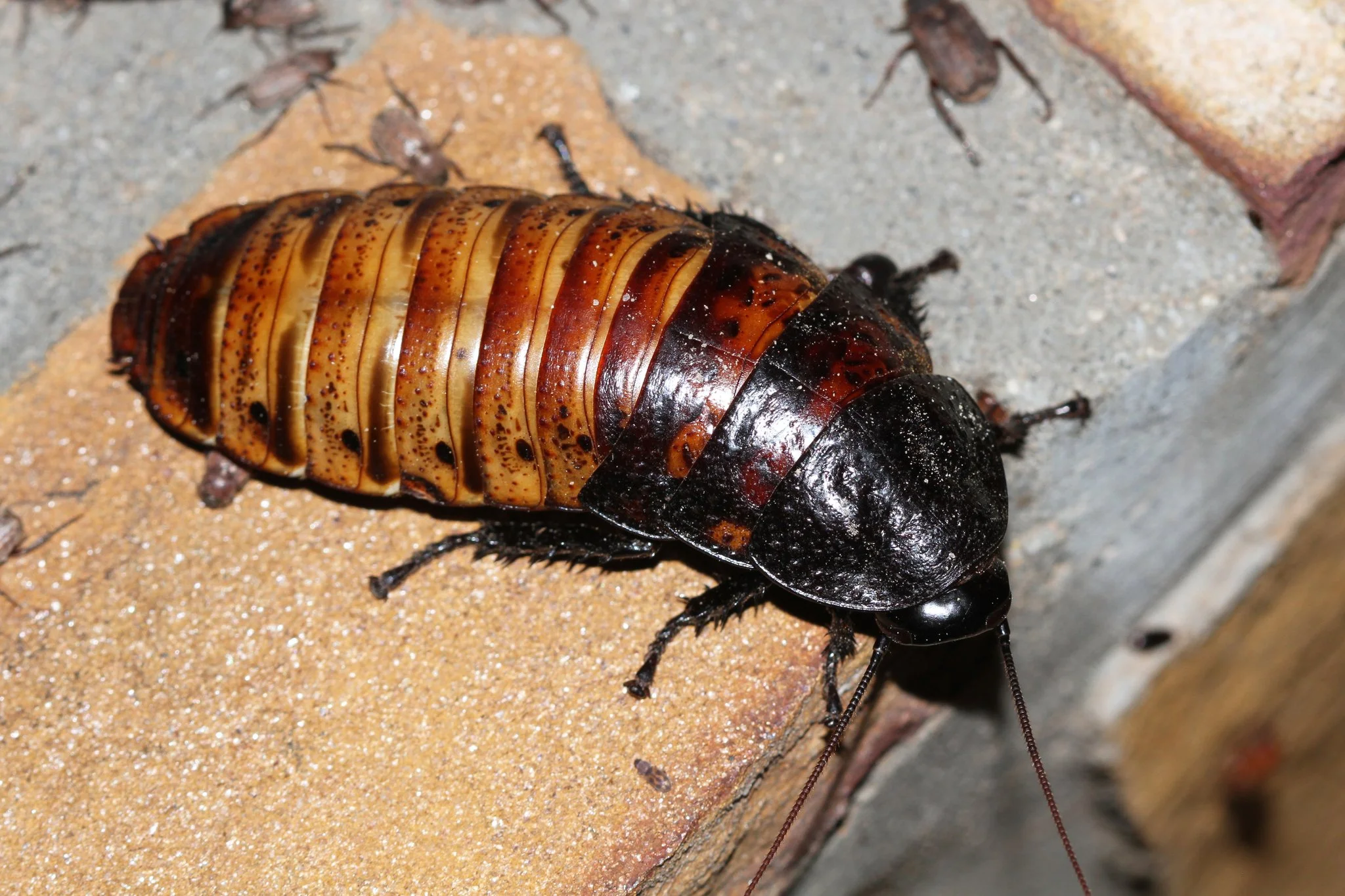 Madagascar Hissing Cockroach