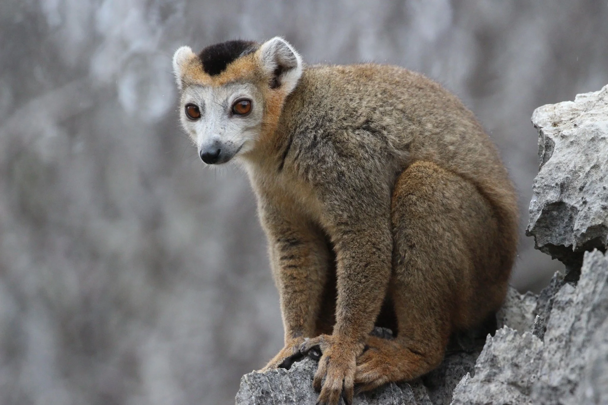 Crowned Lemur