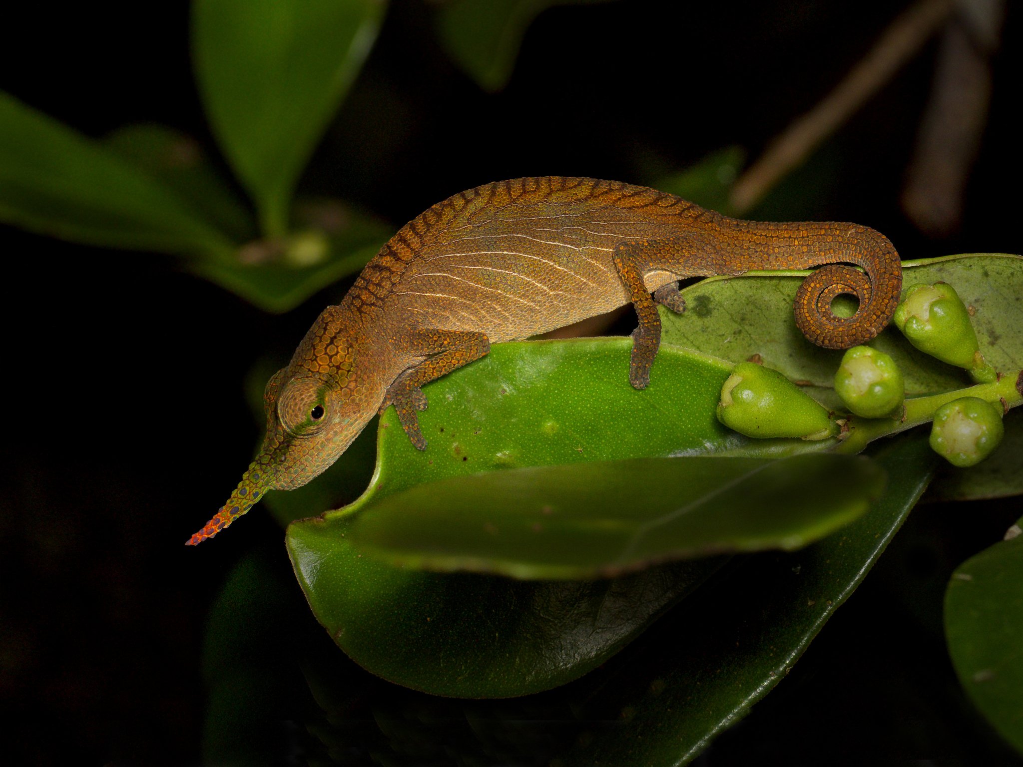 Lance-nosed Chameleon