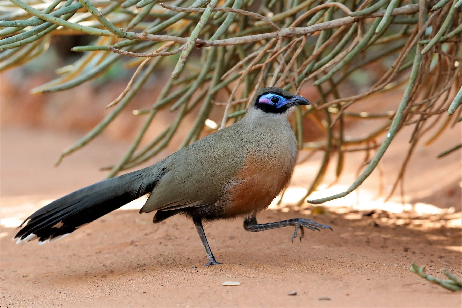 Giant Coua