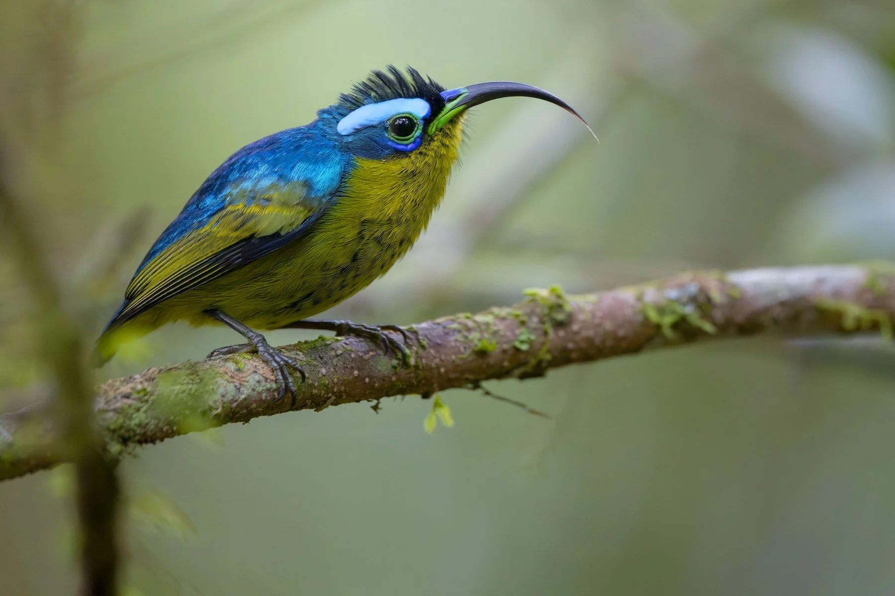 Common Sunbird-Asity