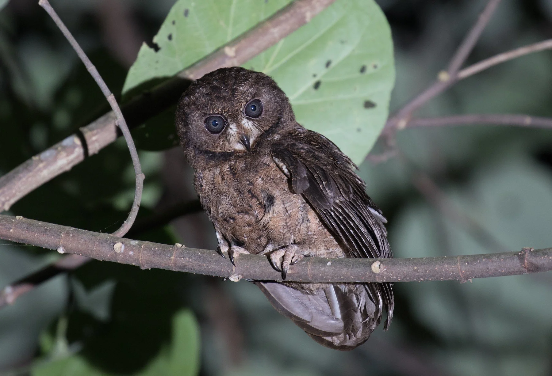 Moheli Scops-Owl