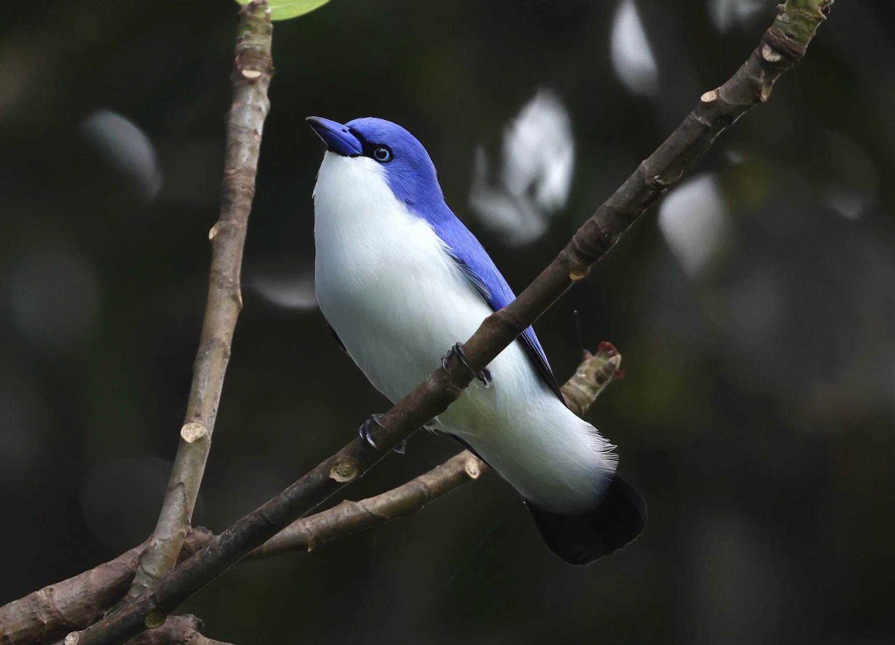 Comoro Blue Vanga