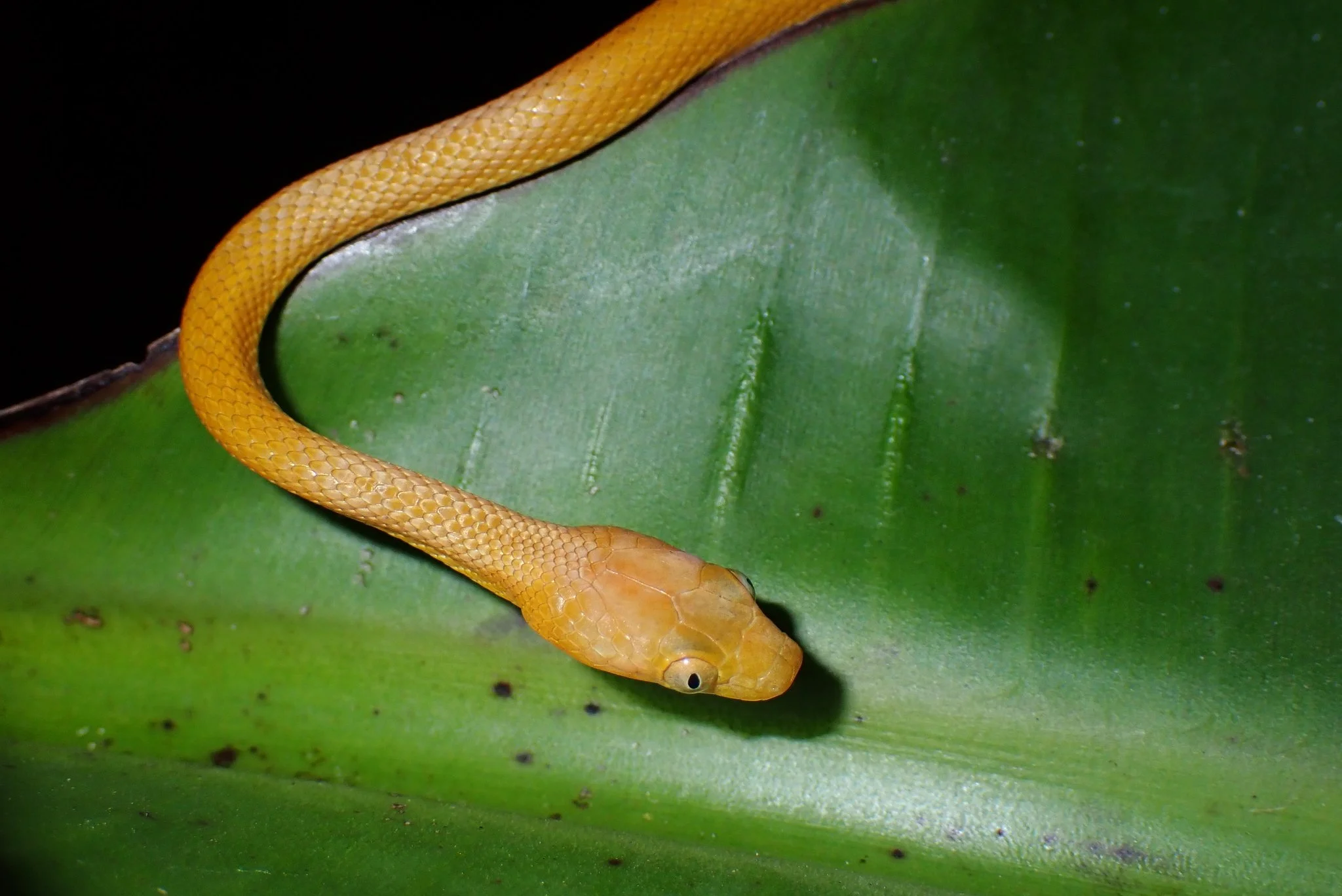 Western Comoran Tree Snake