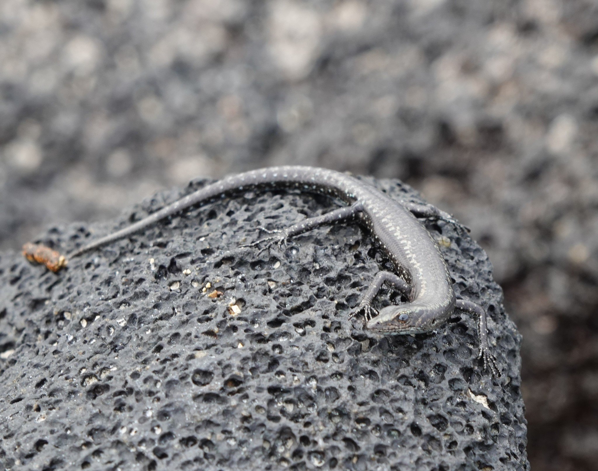 Grande Comores Snake-eyed Skink