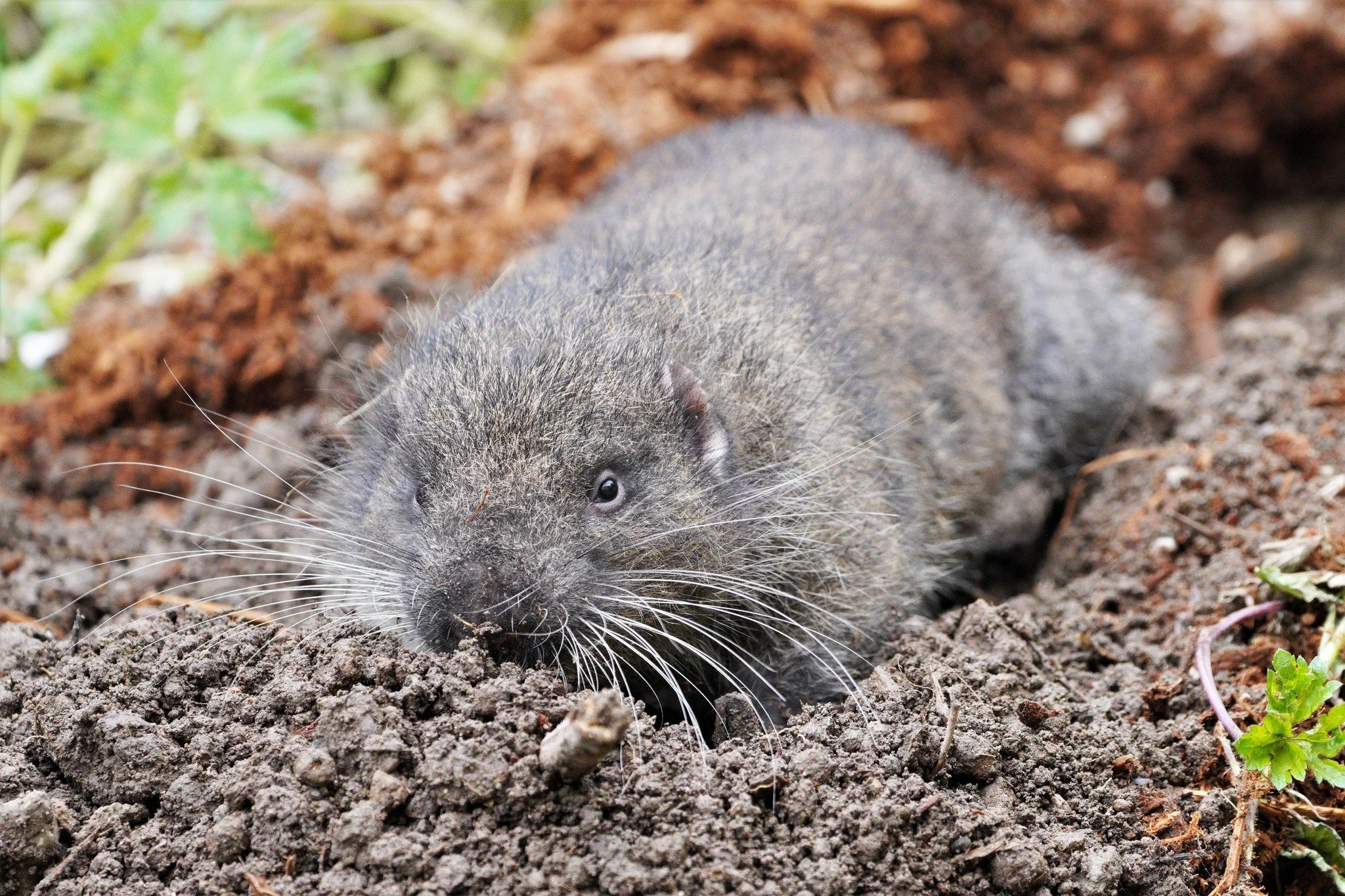 Mountain Beaver