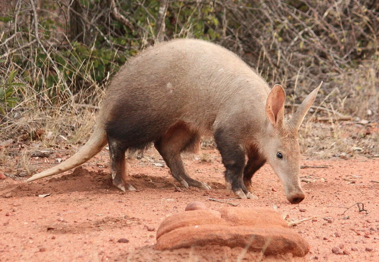 Aardvark